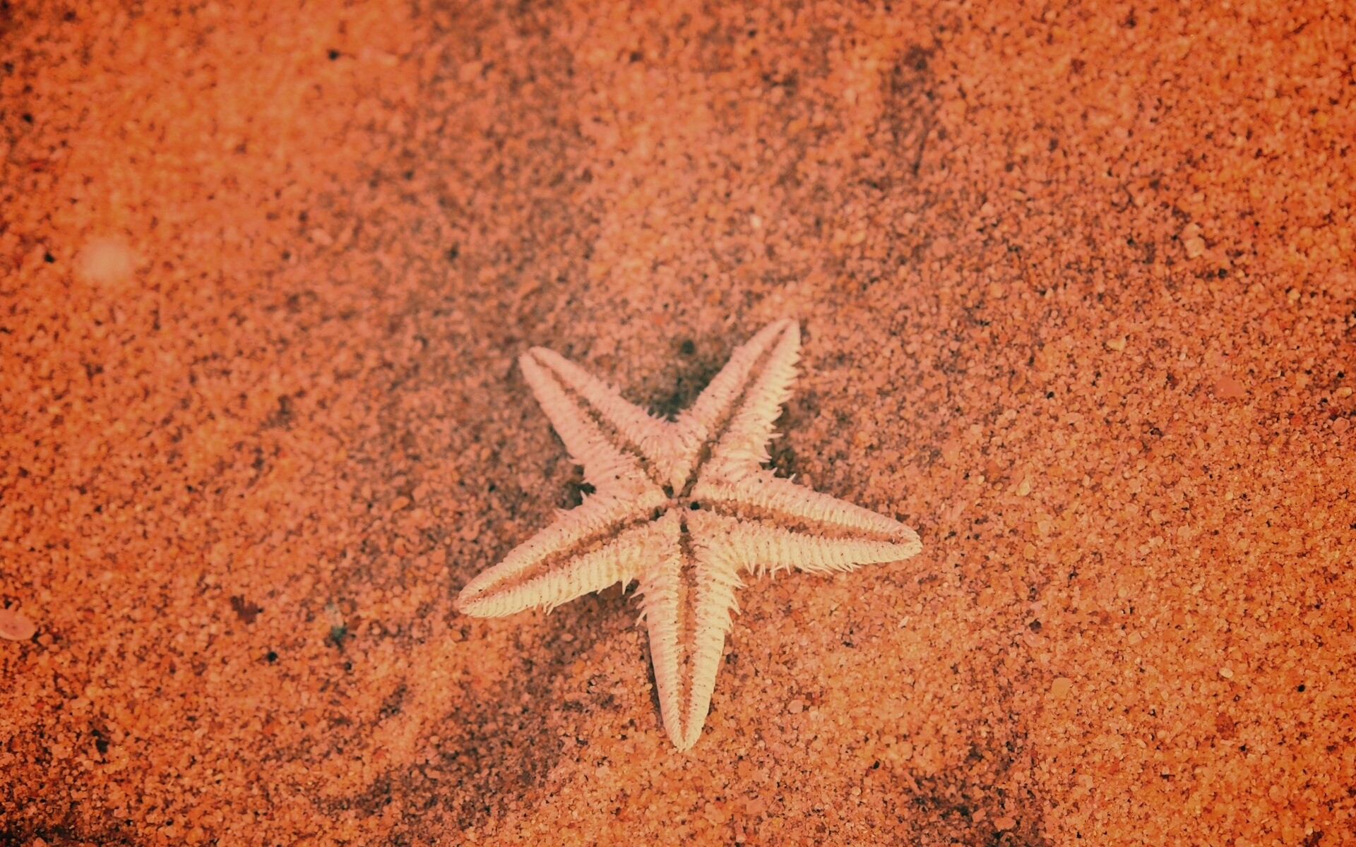 Морская звезда на песке обои
