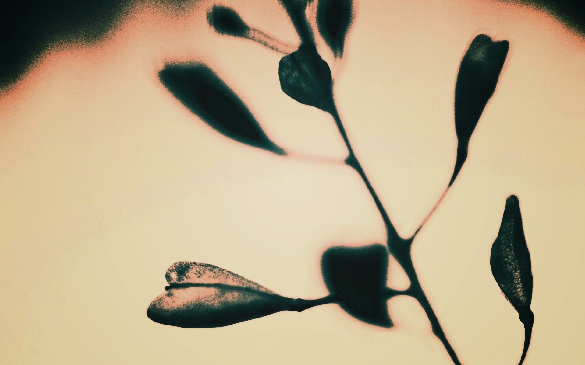 Усыхающие листья обои