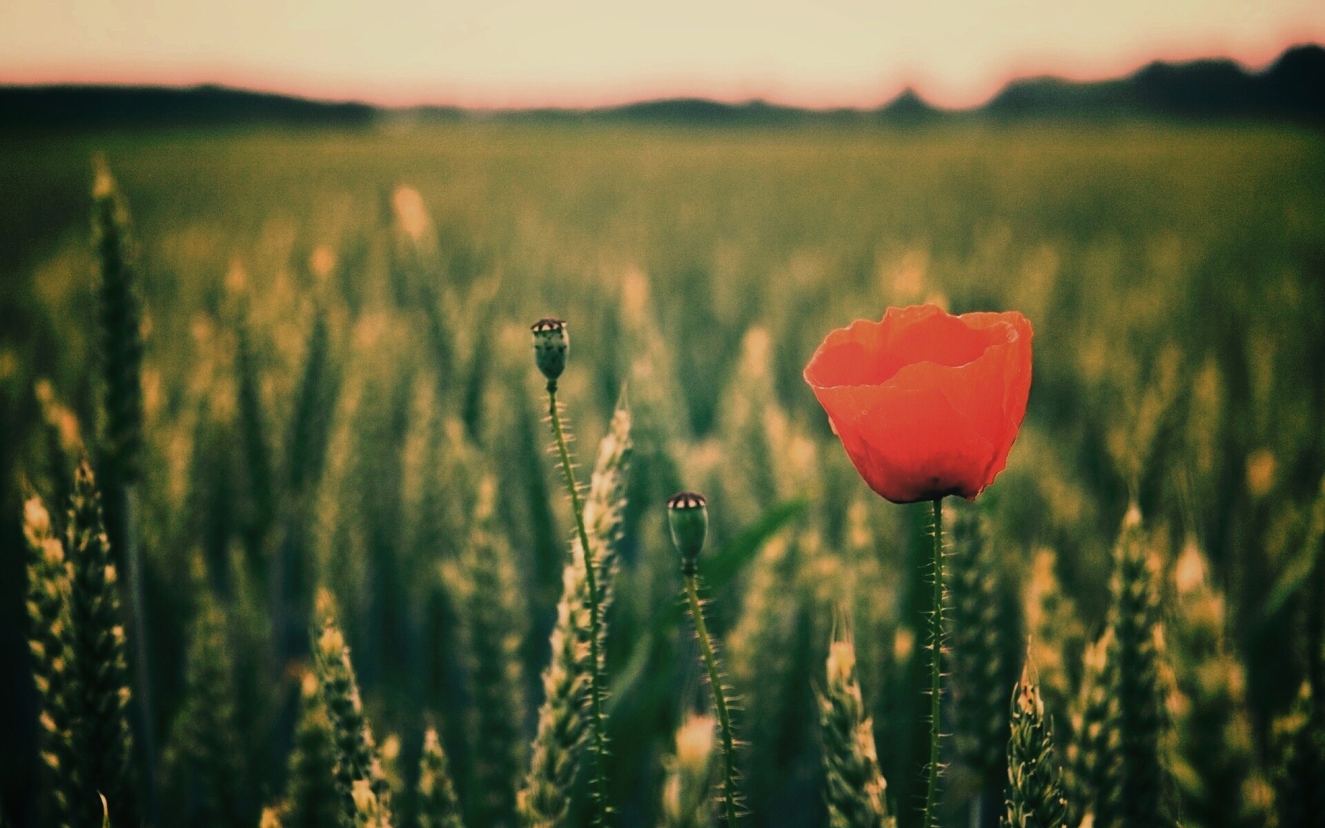 Первый распустившийся мак обои