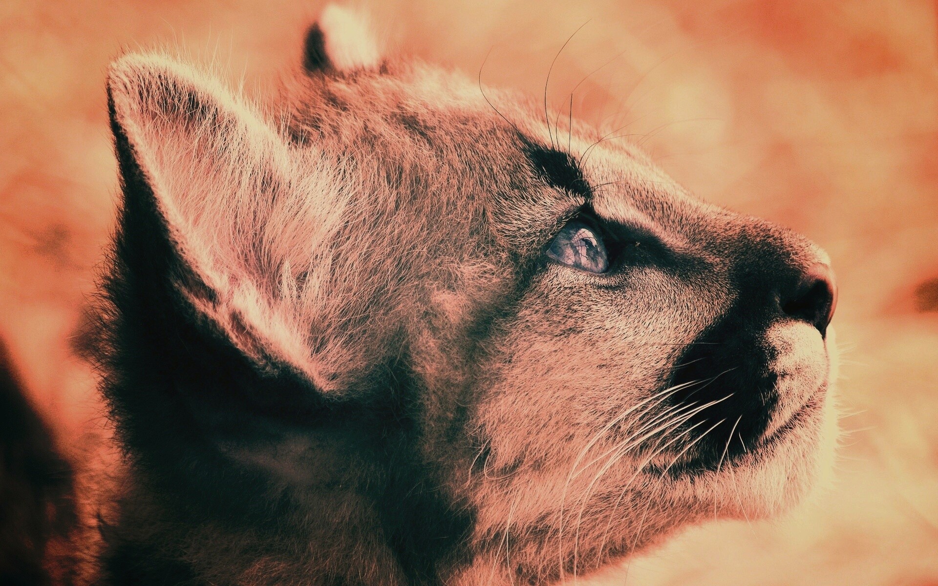 Оцелот смотрит вдаль обои