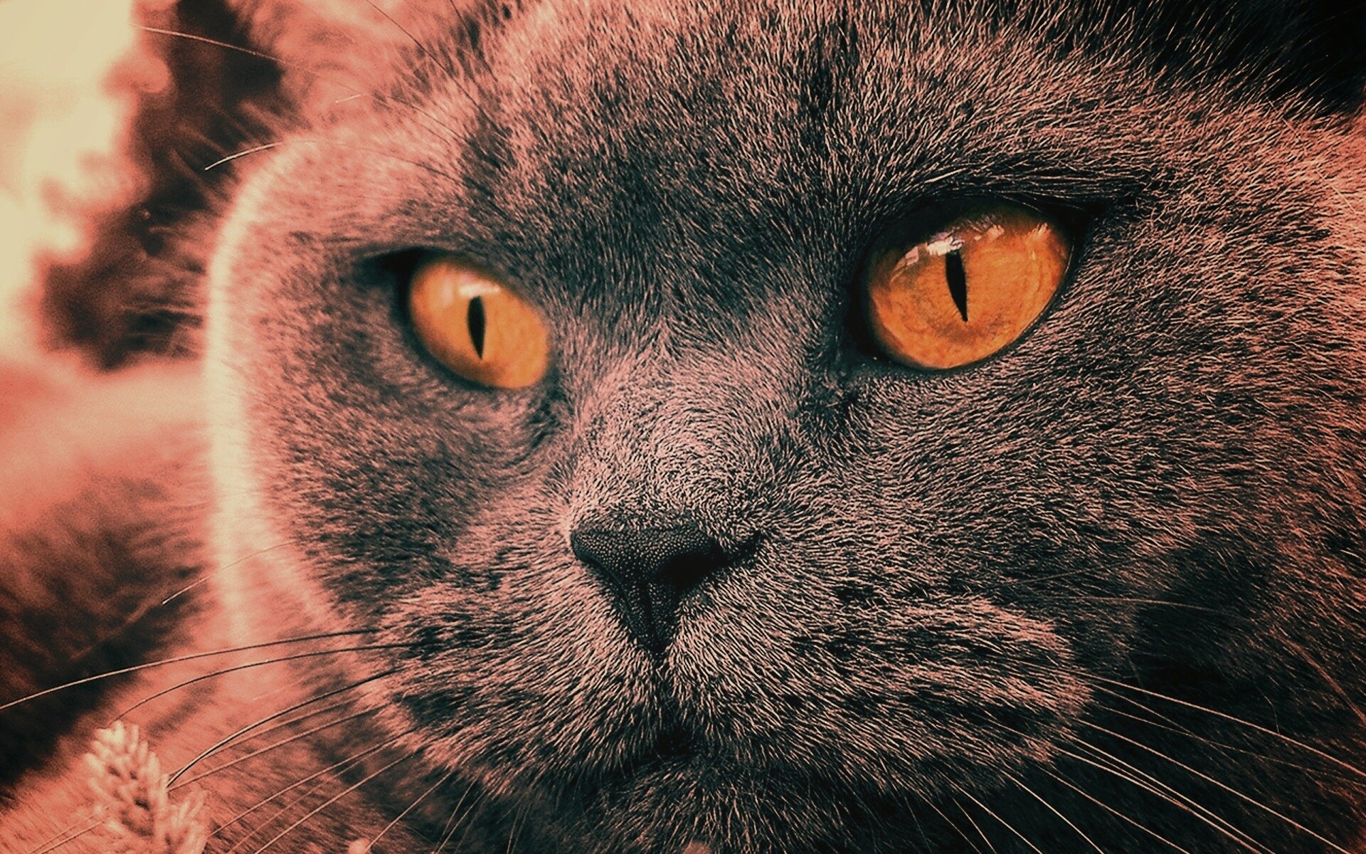 Кот с оранжевыми глазами обои