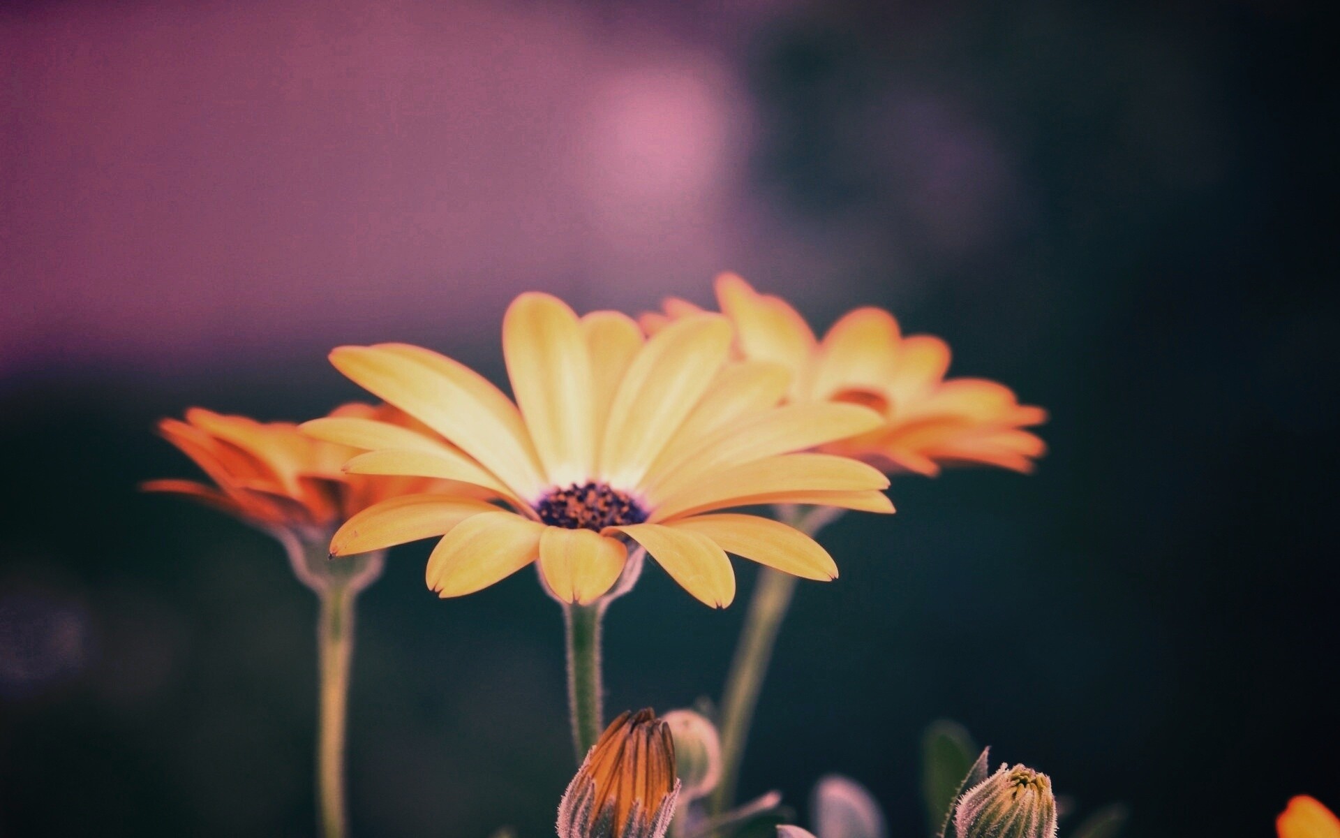 Три желтых цветка обои