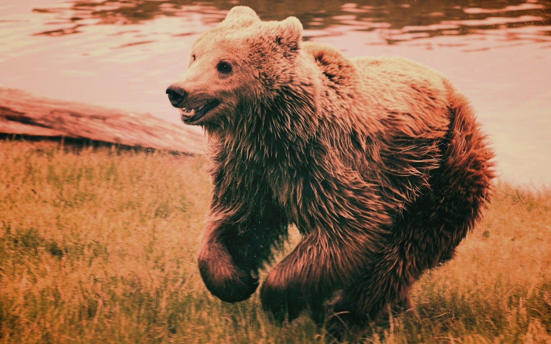 Мокрый мишка обои