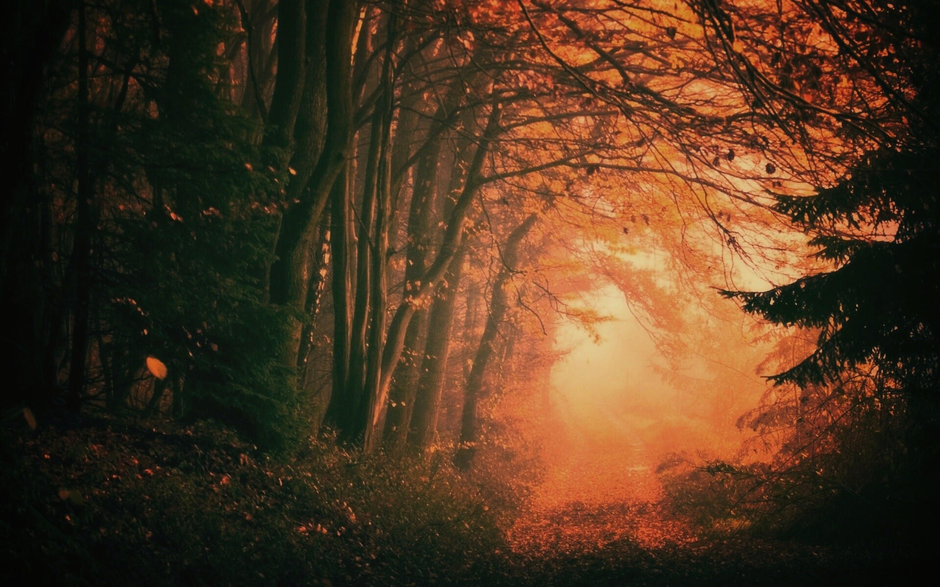 Дорожка заваленная листьями обои