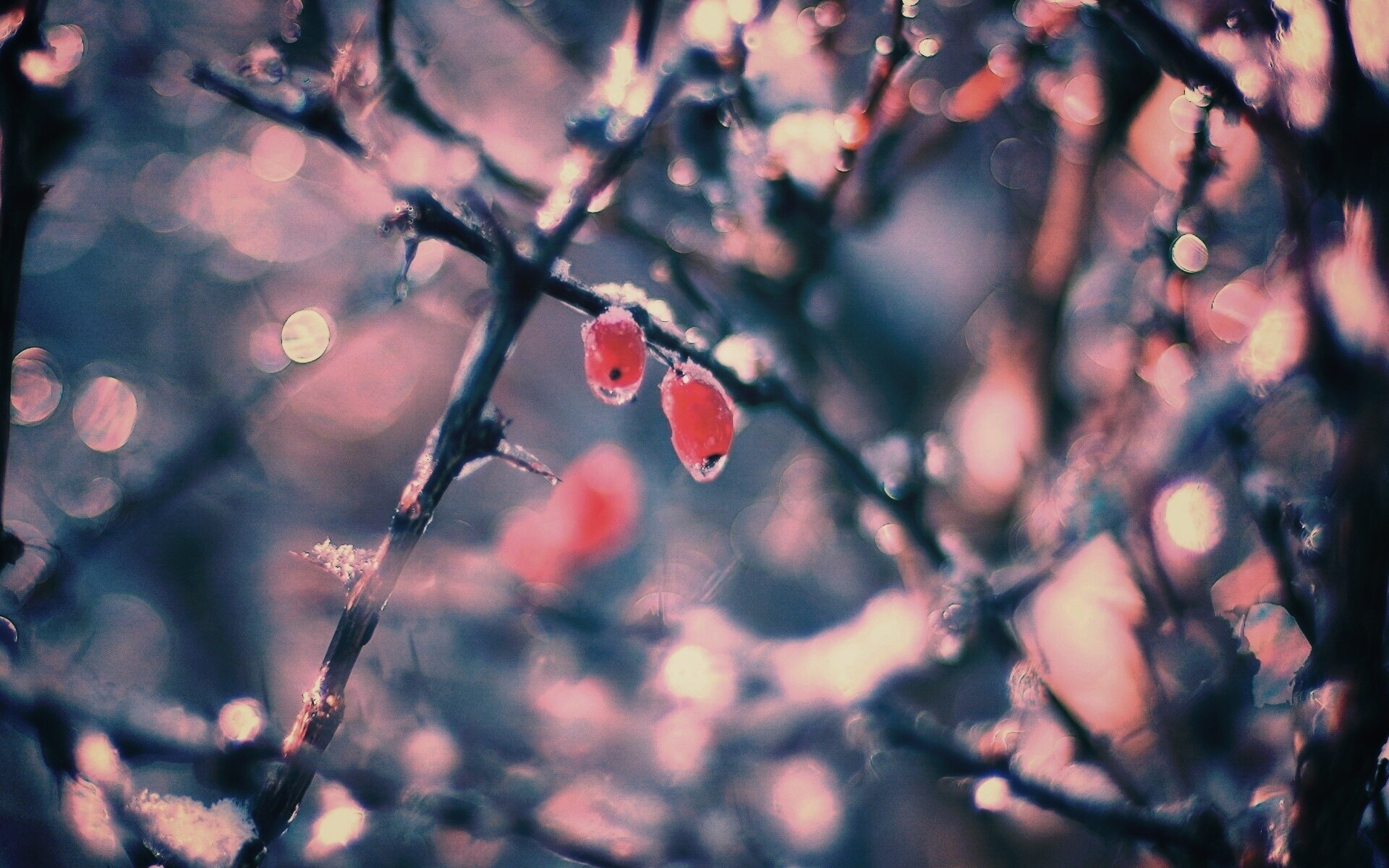 Замерзшие ягоды обои