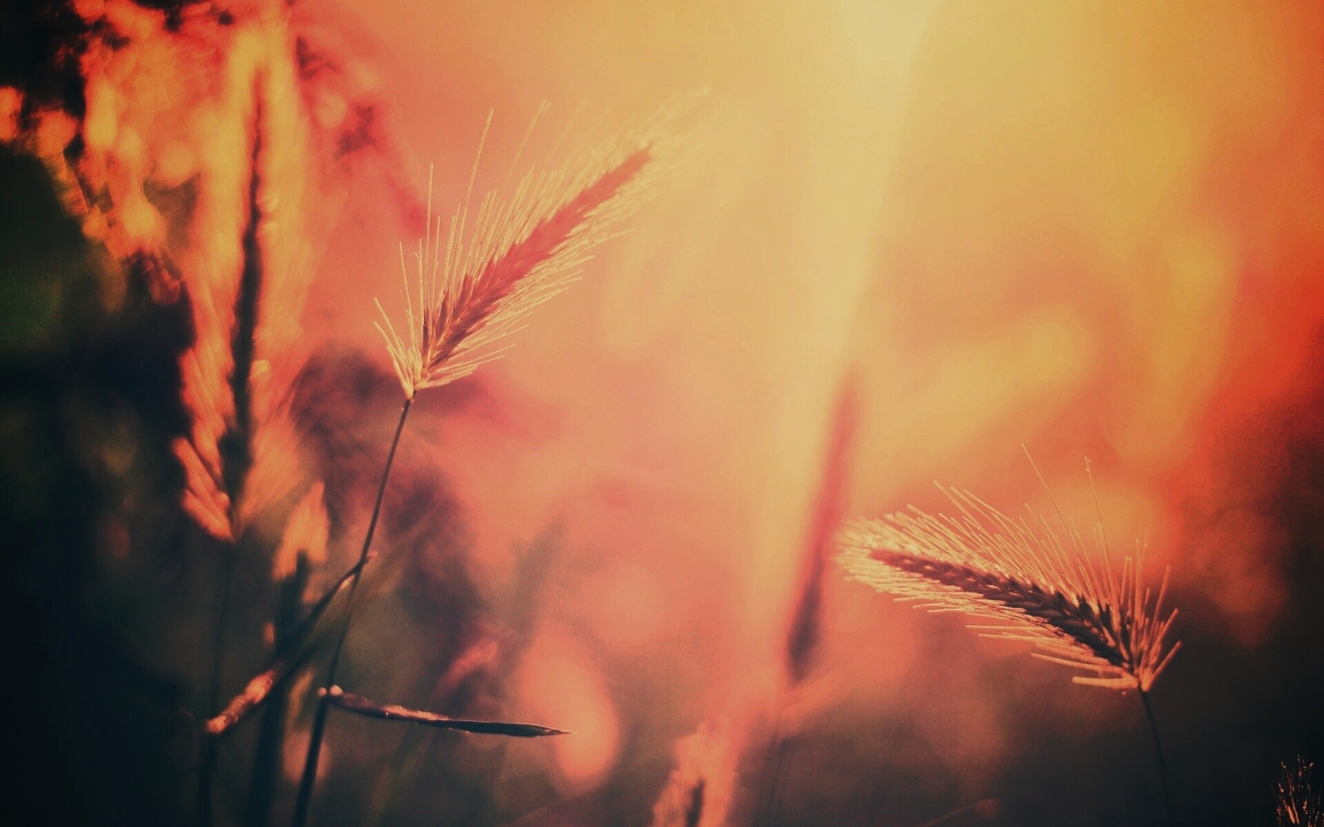 Травинки на солнце обои