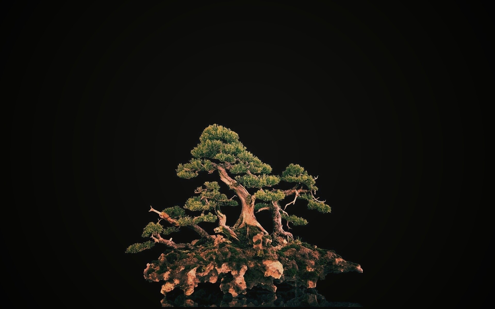 Миниатюрное дерево обои