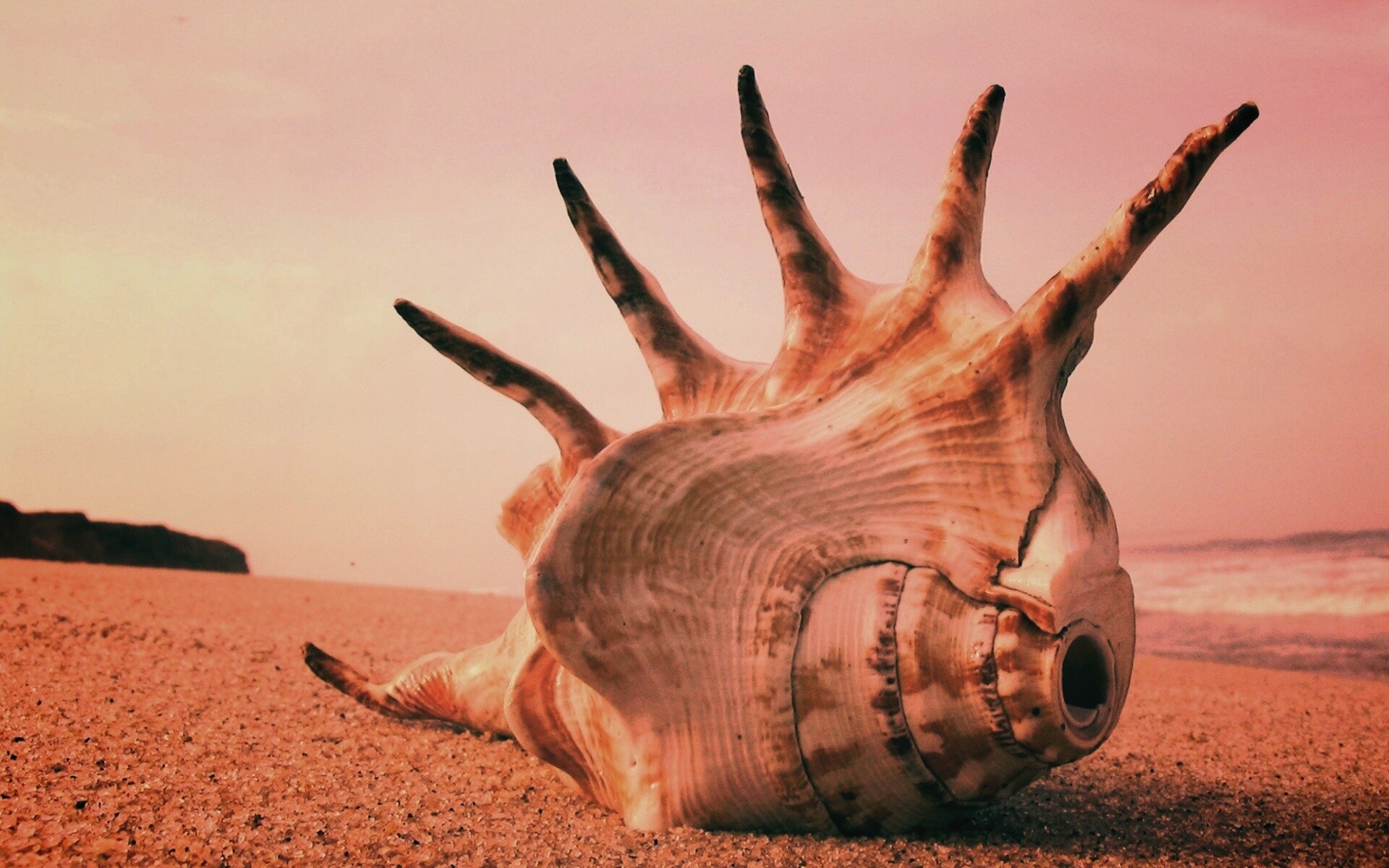 Раковина с гребнем обои