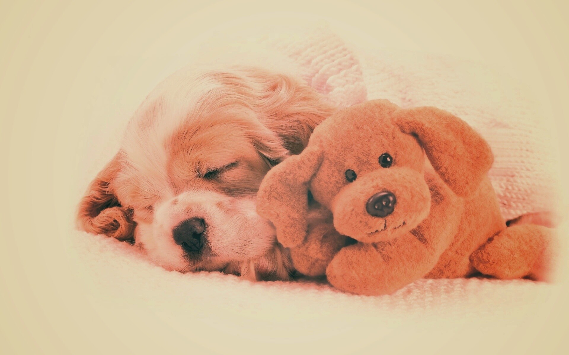 Собака спит с игрушкой обои