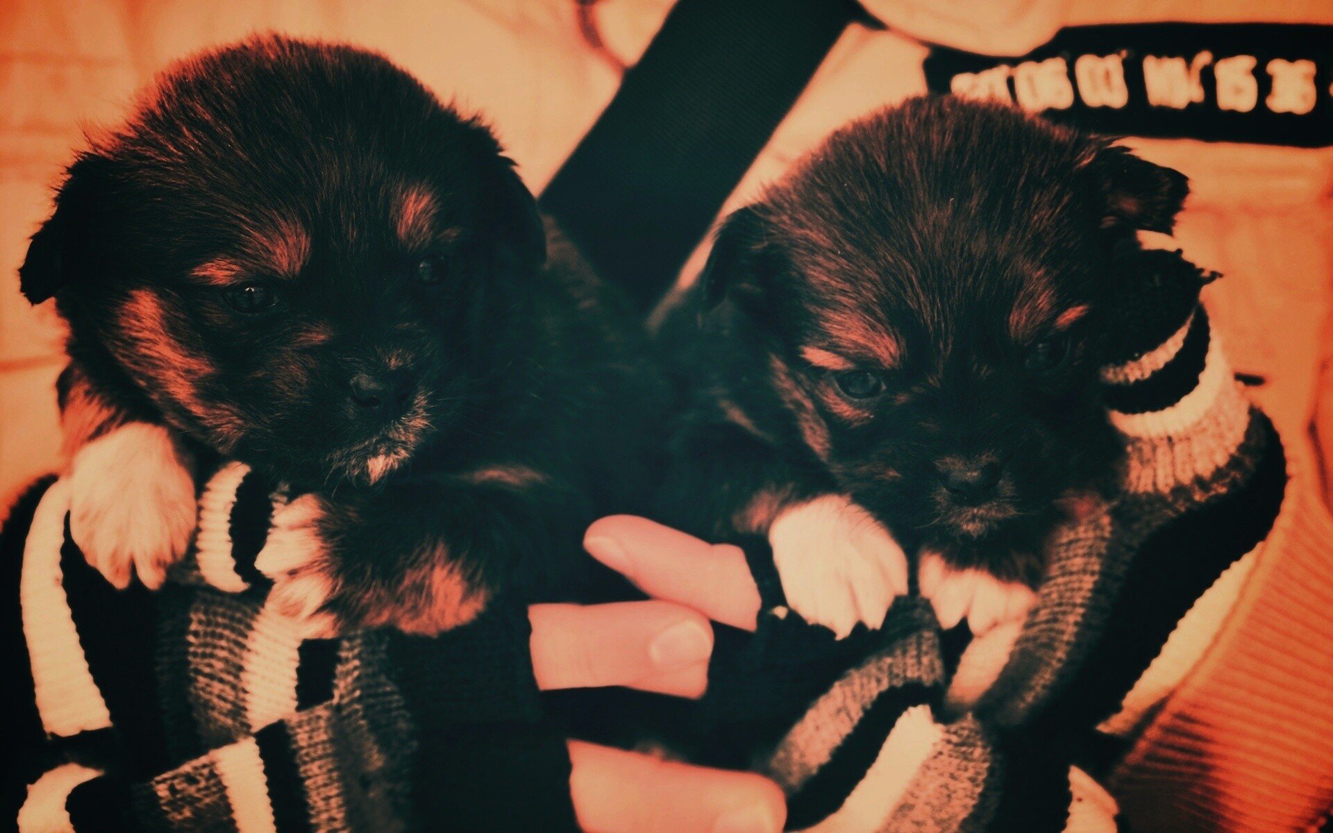 Два коричневых щенка обои