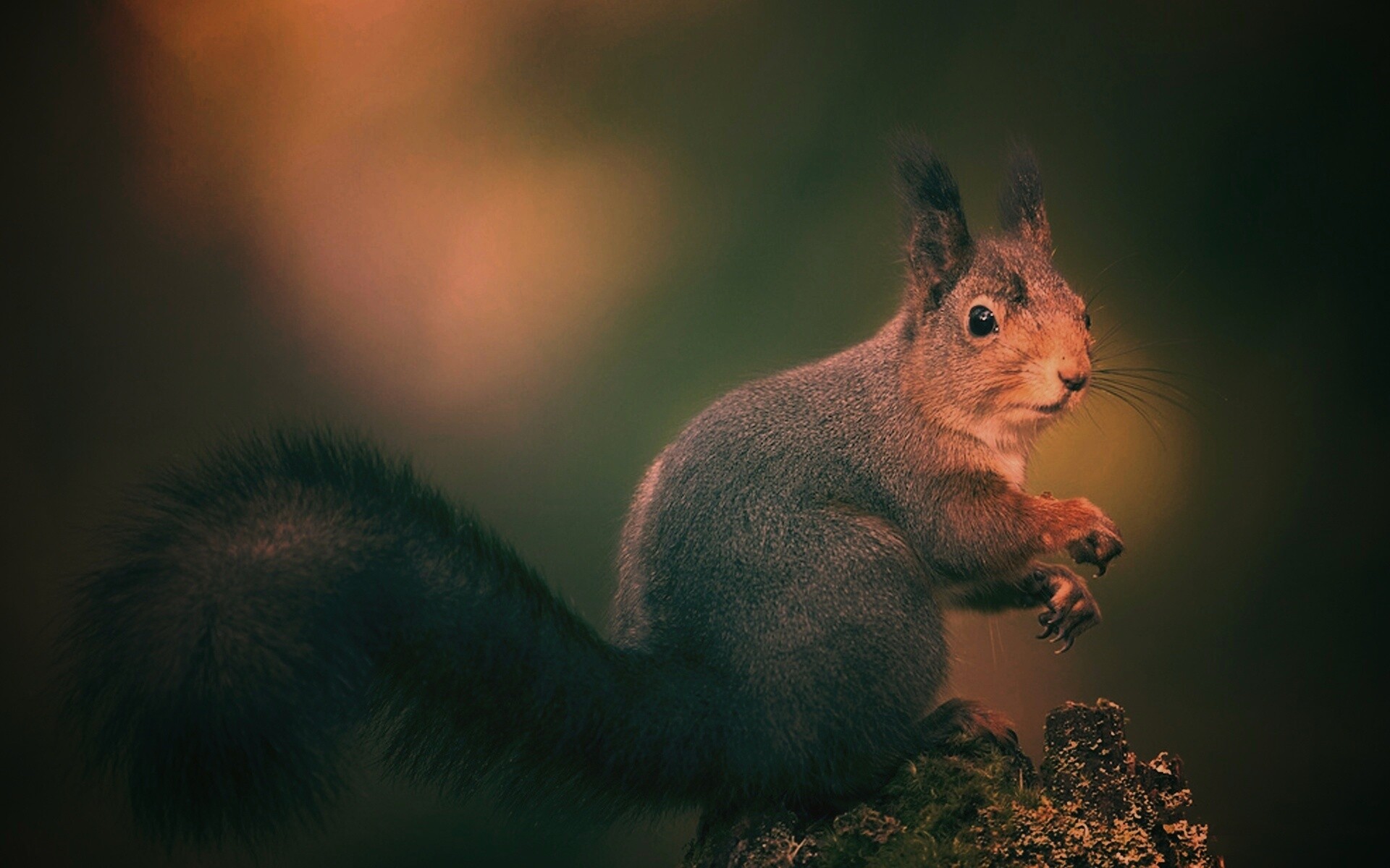 Белку застали врасплох обои