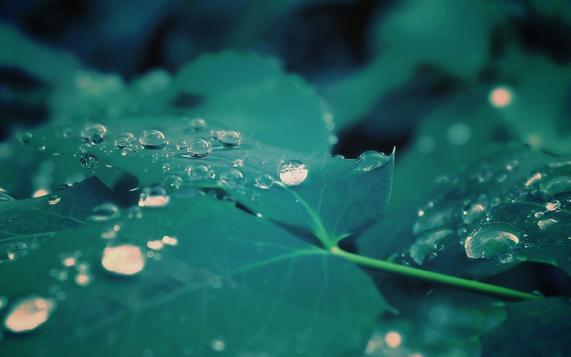 Синеватый лист обои