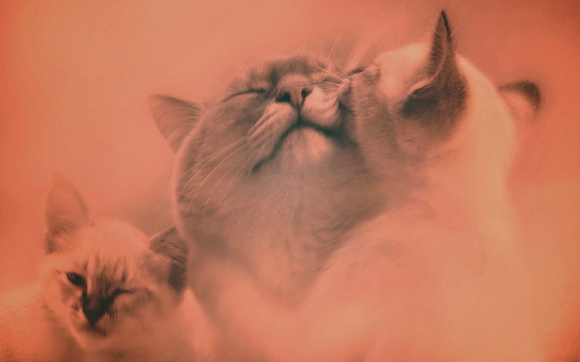 Котята с мамой обои