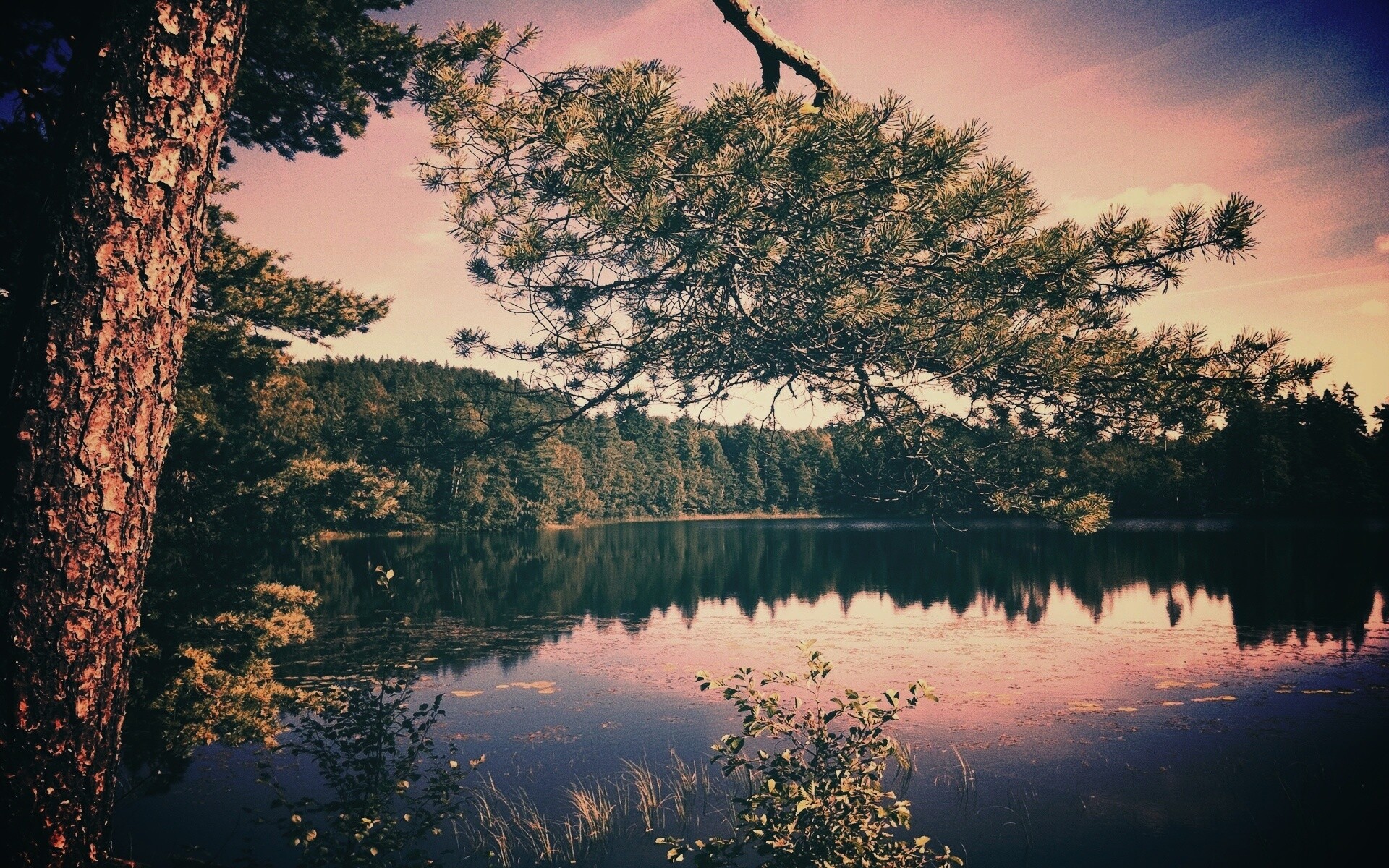 Ветка сосны над озером обои