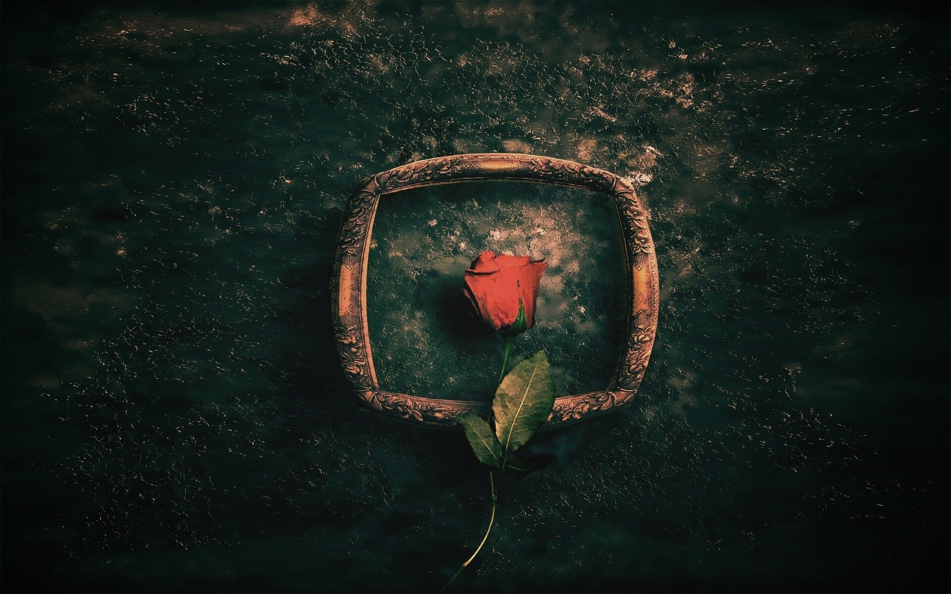 Роза на картинной раме обои