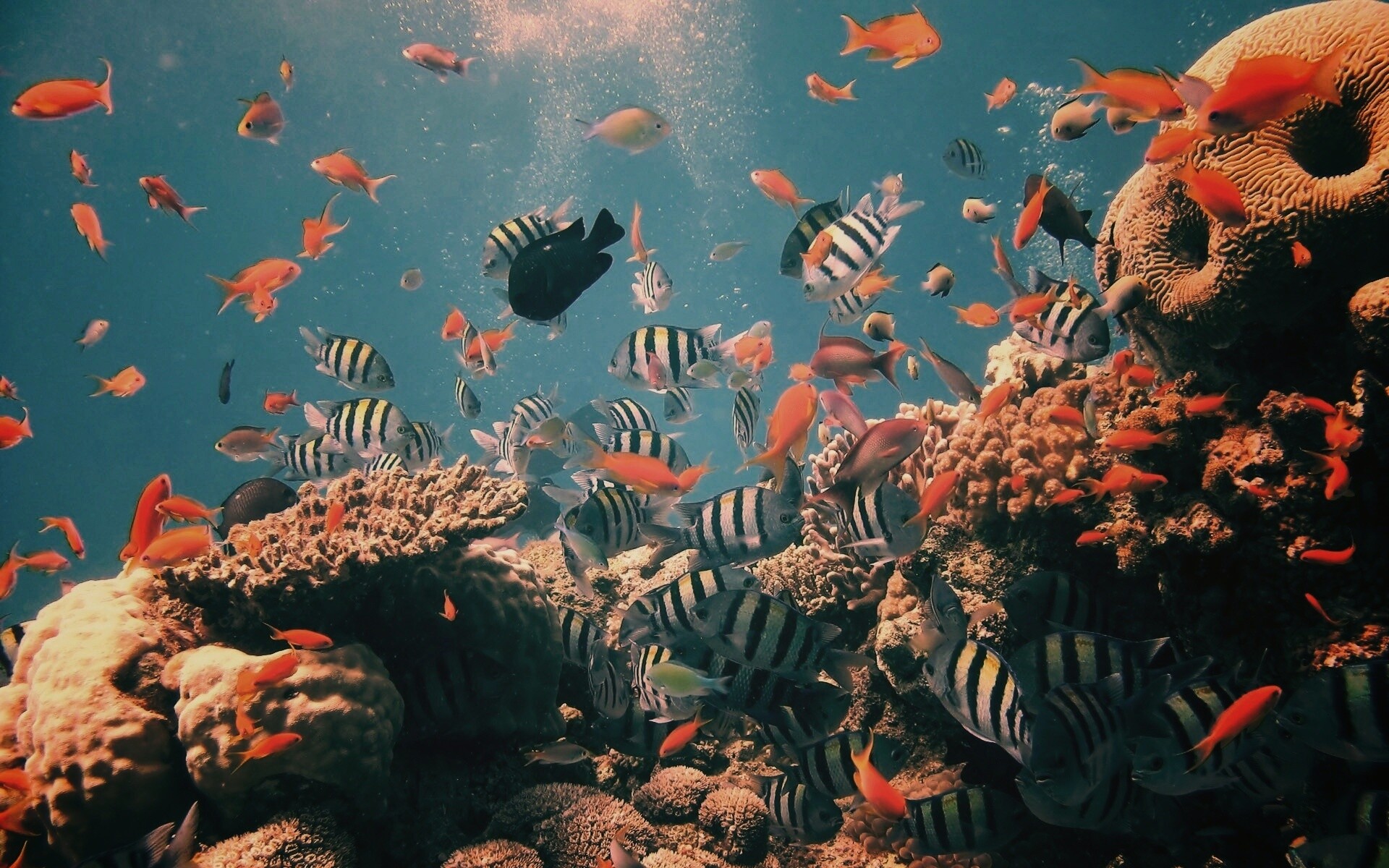 Жизнь в корраловом рифе обои