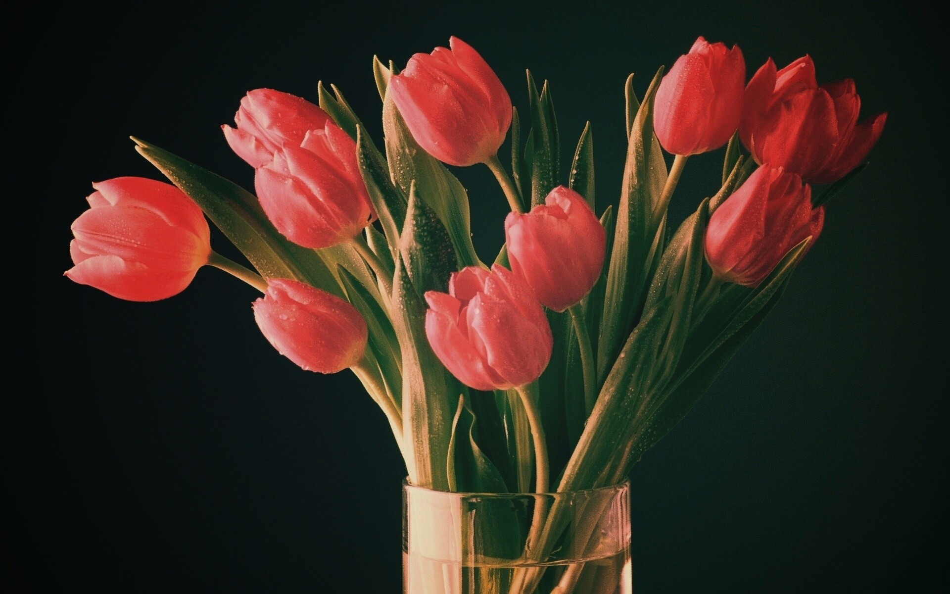 Букет тюльпанов обои