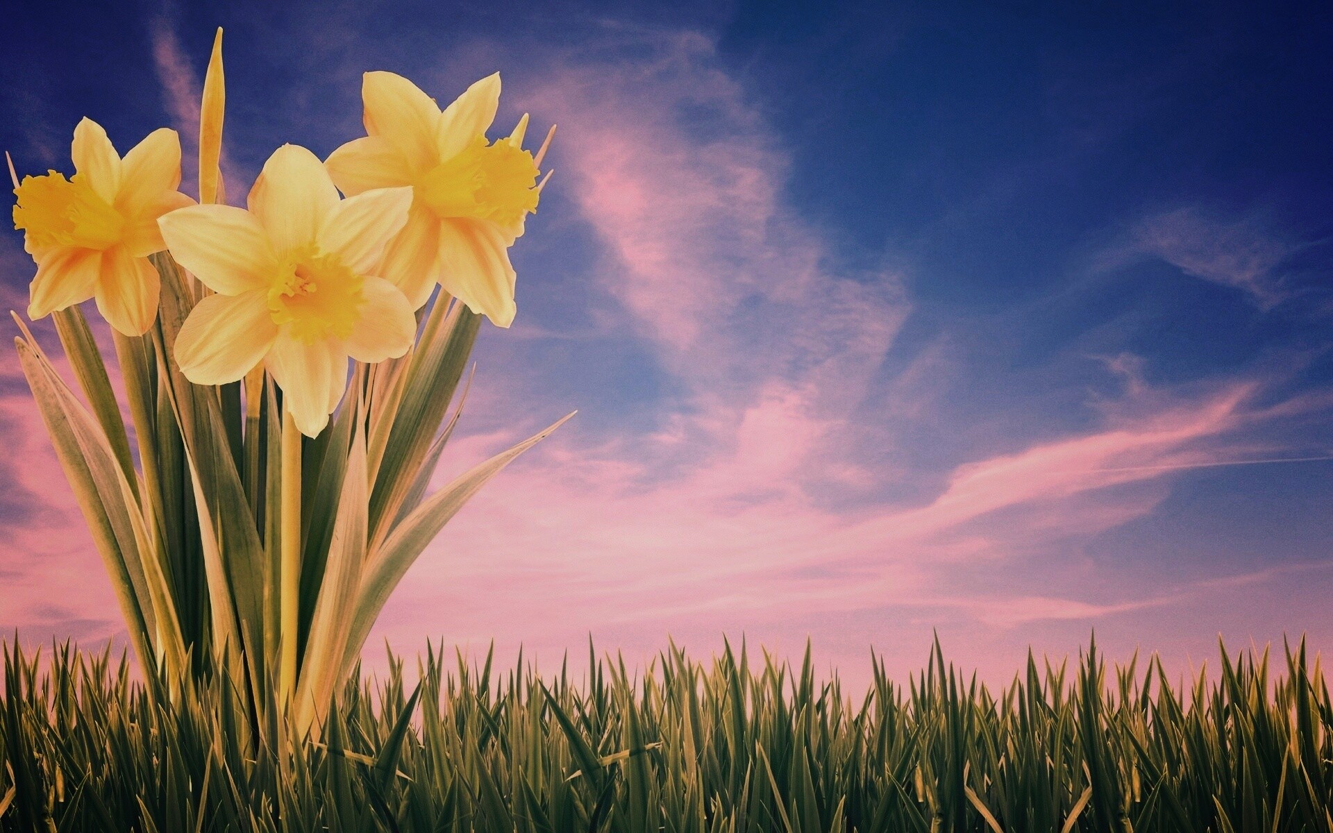 Букет цветов в траве обои