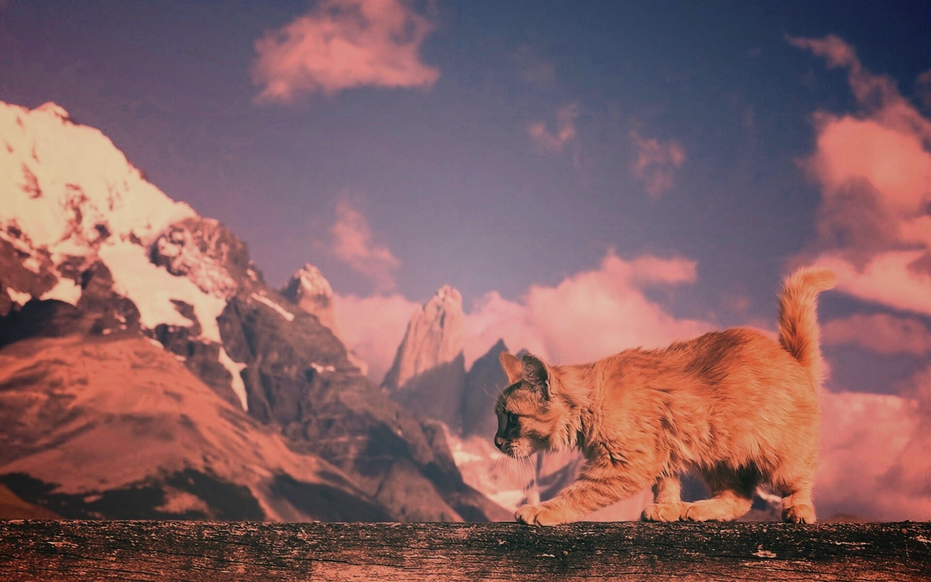 Рыжий котик в горах обои