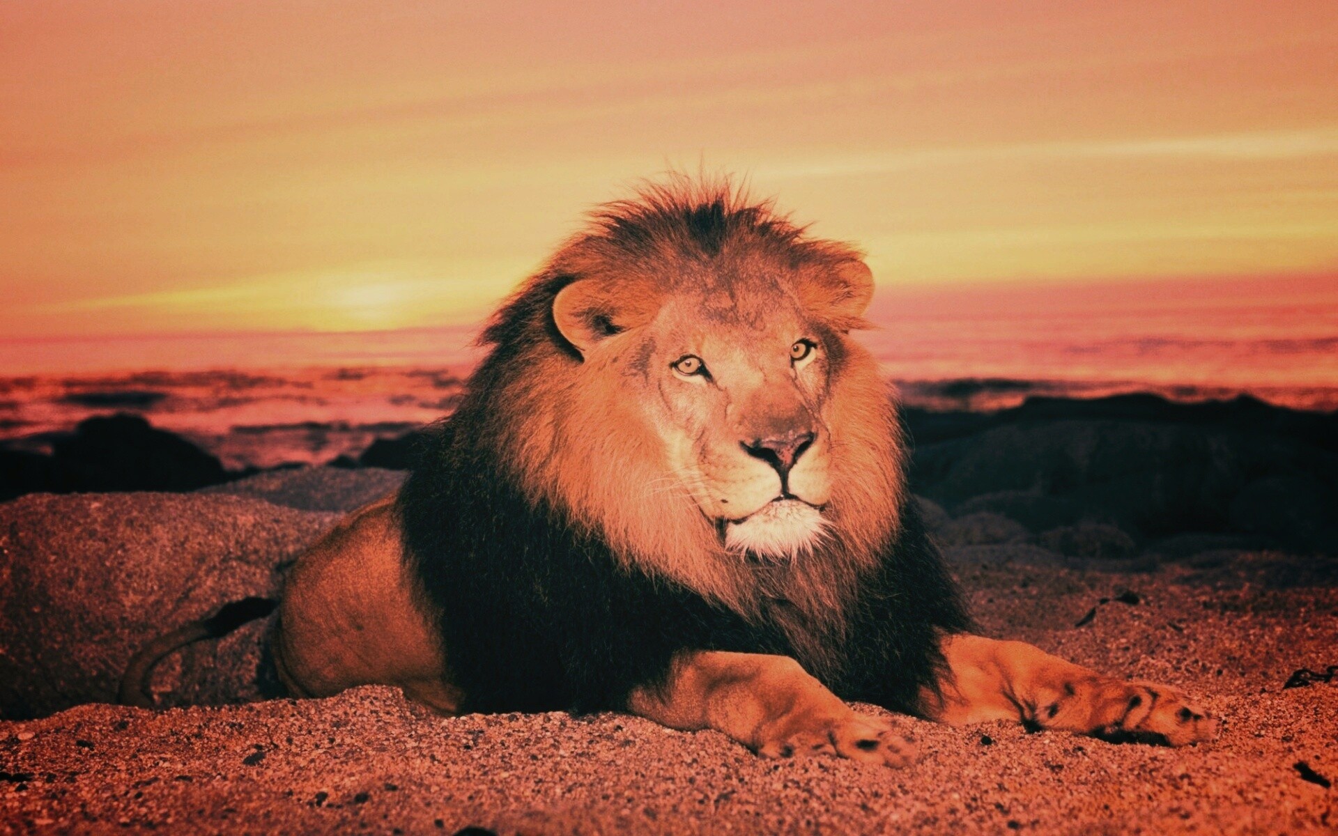 Лев на берегу океана обои