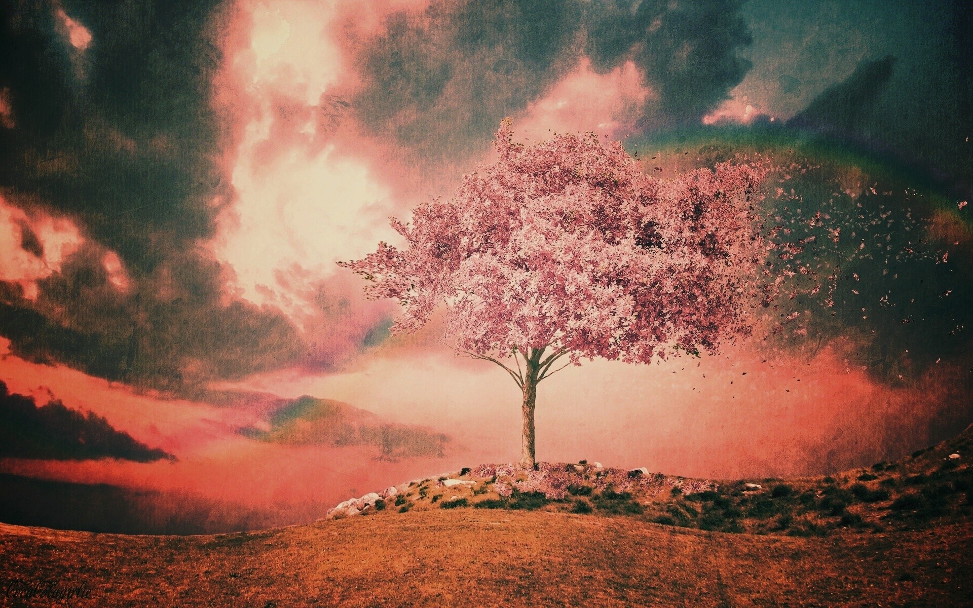 Одинокое цветущее дерево обои