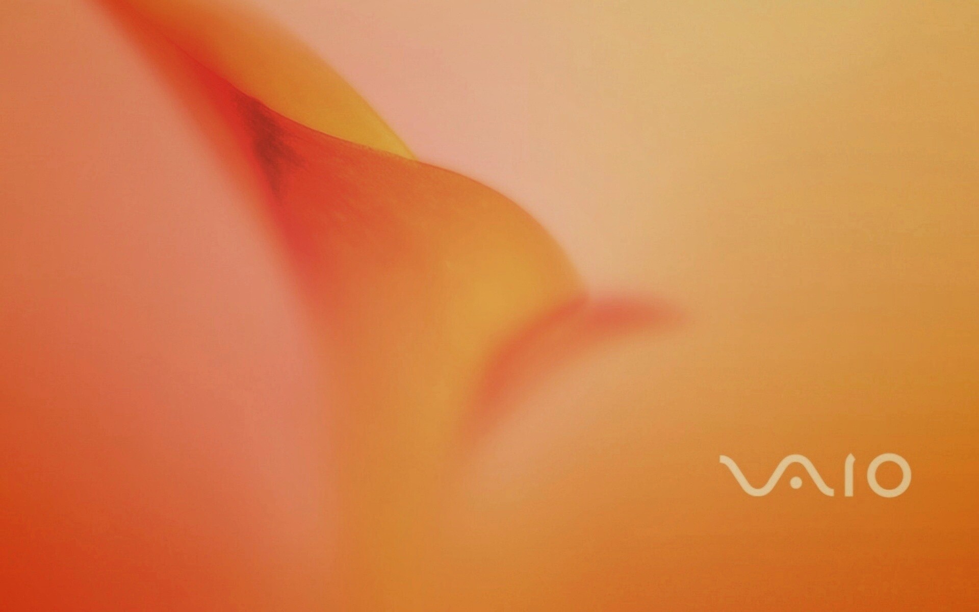 Цветок и логотип Vaio обои