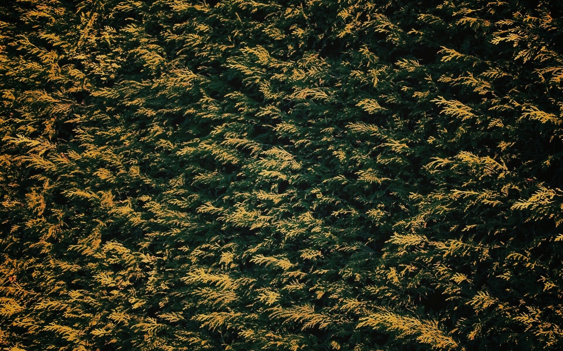 Густые хвойные заросли обои