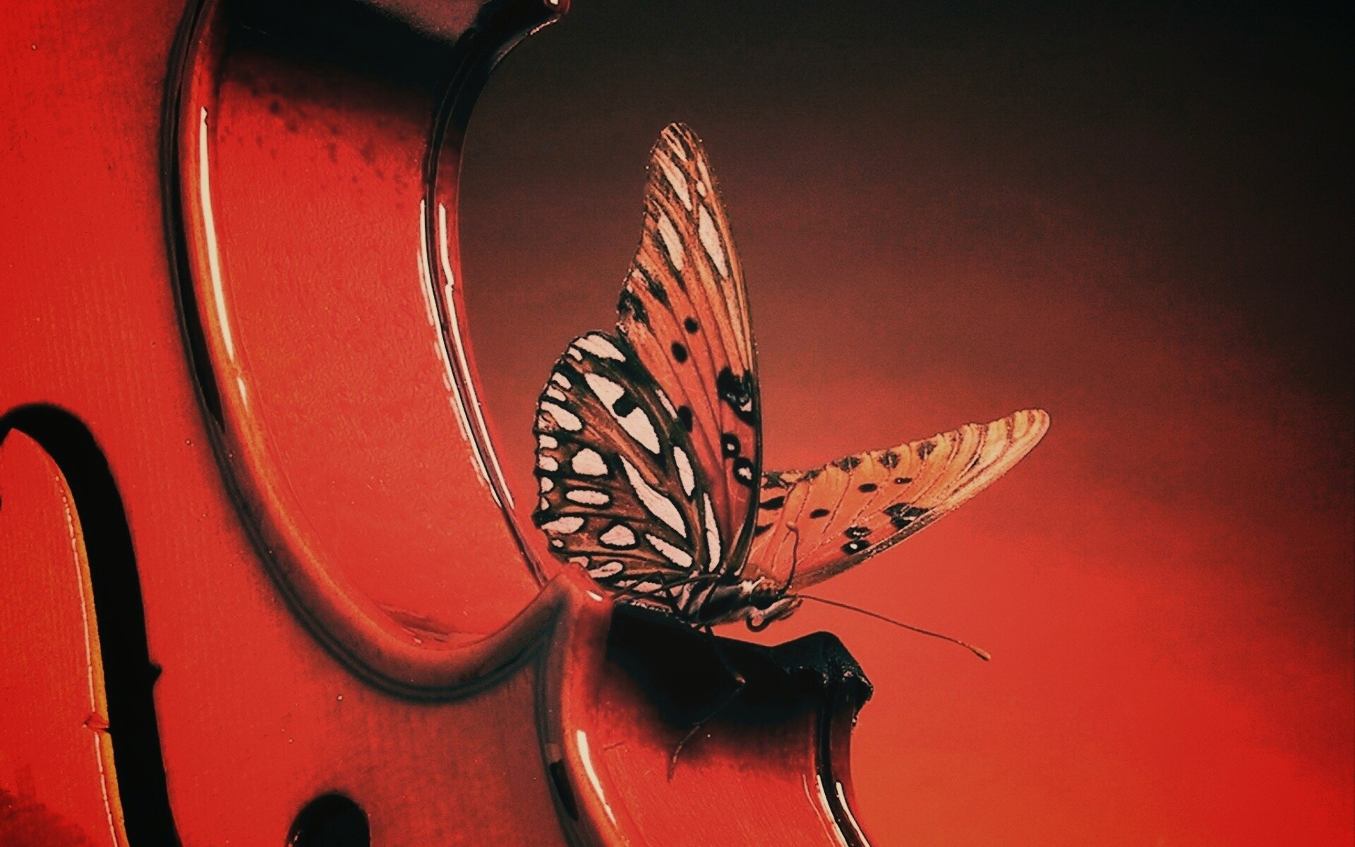 Бабочка на скрипке обои