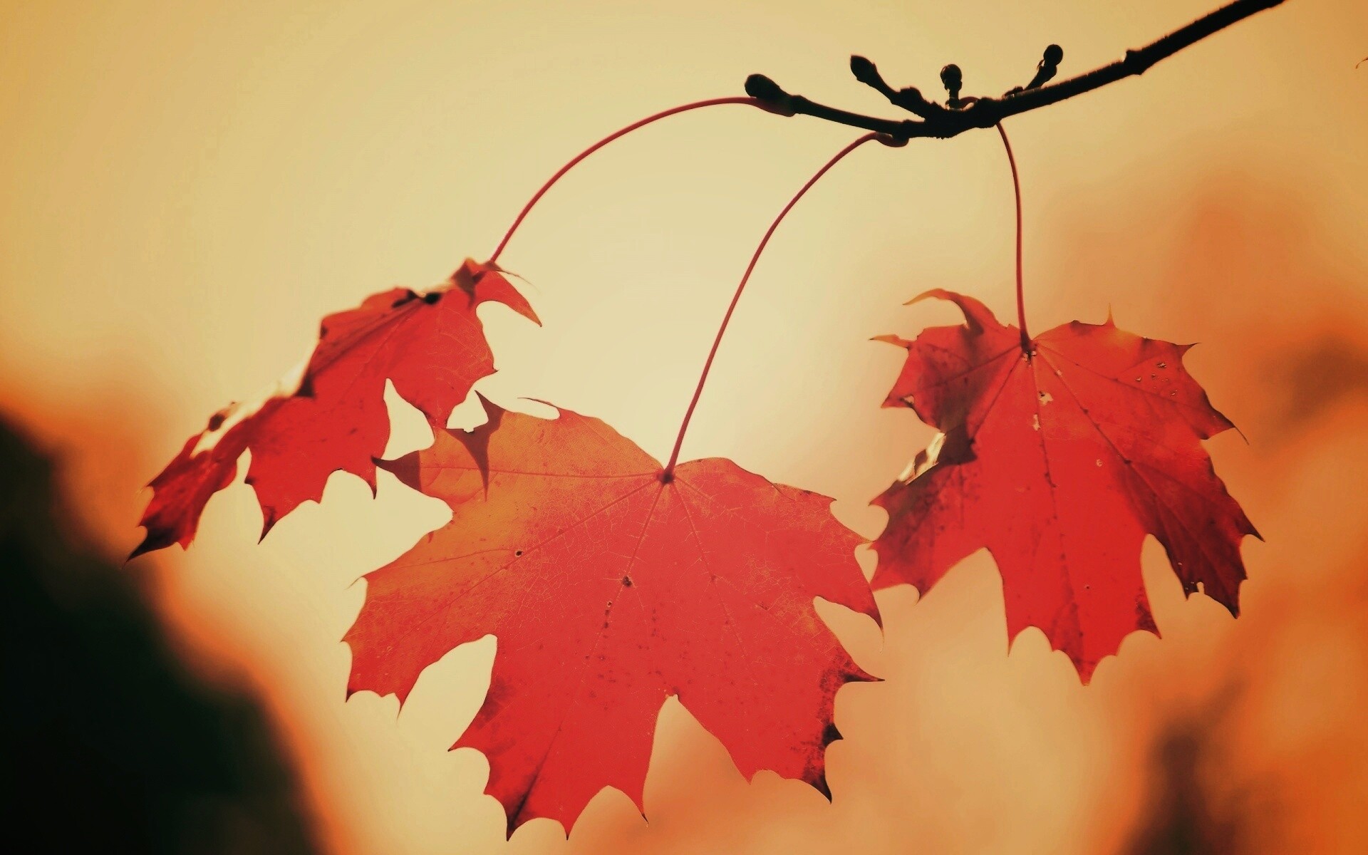 Покрасневшие листья клена обои