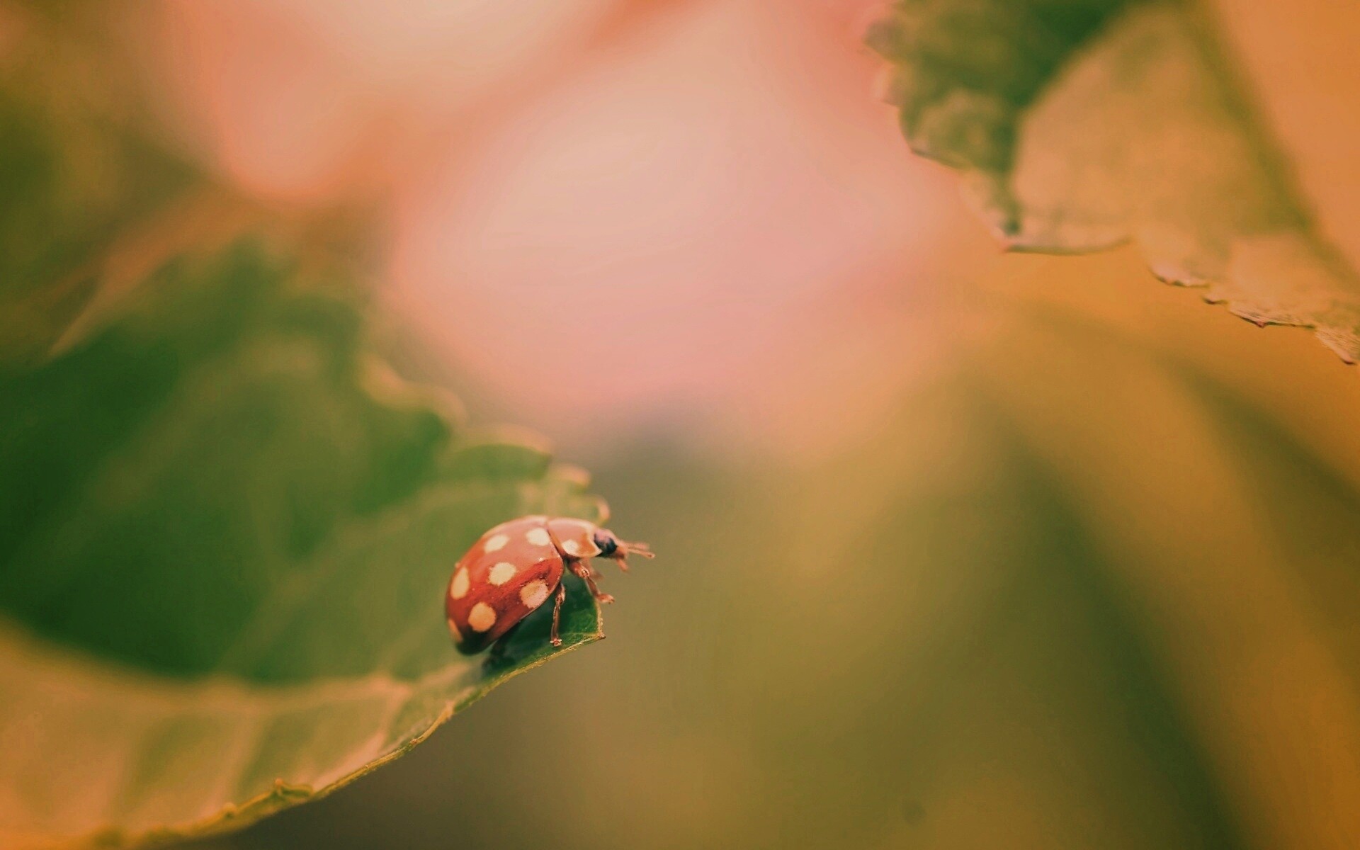 Божья коровка обои