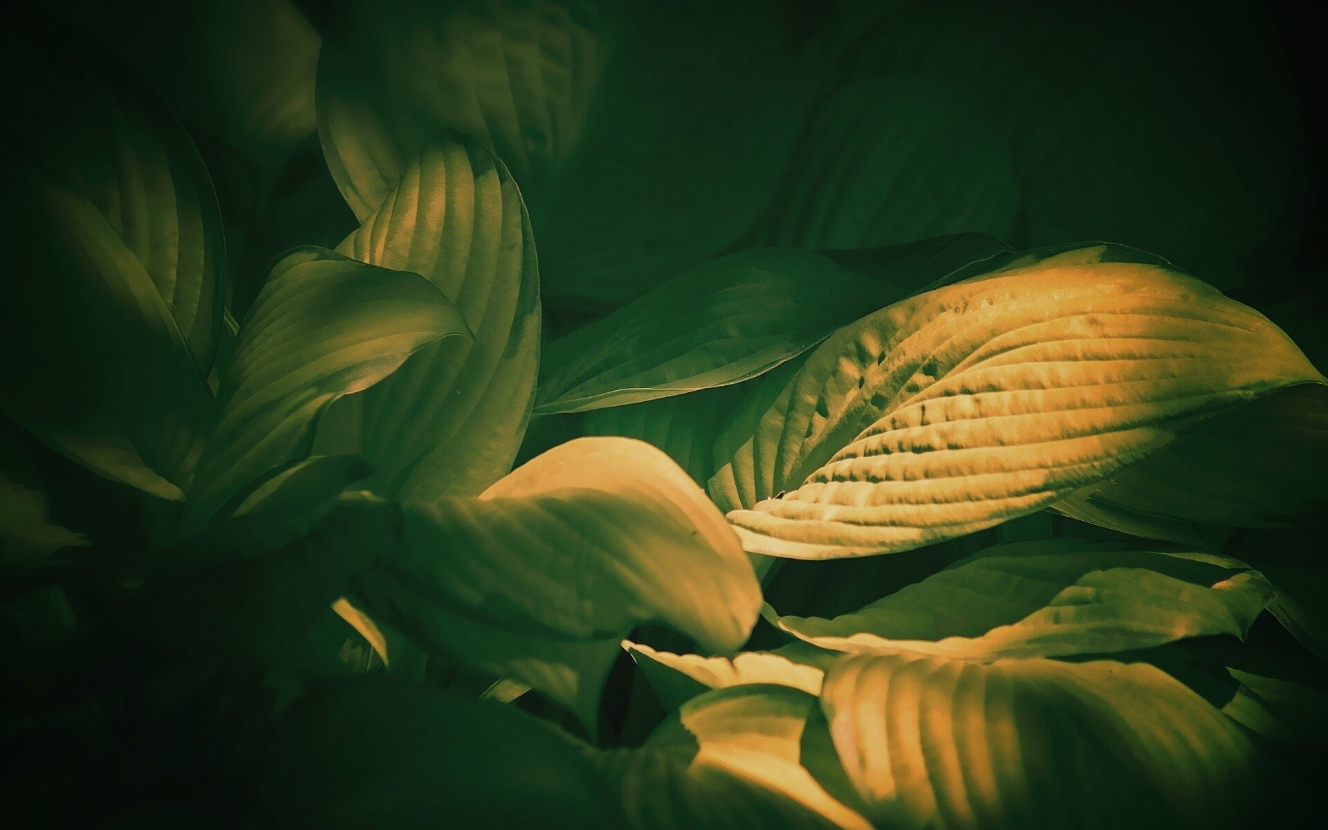 Хитросплетение зеленых листьев обои