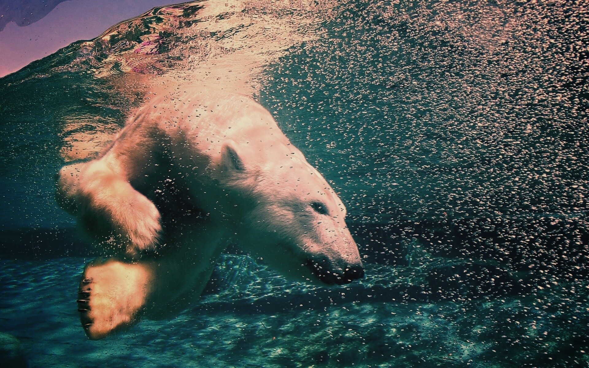 Нырнувший белый медведь обои