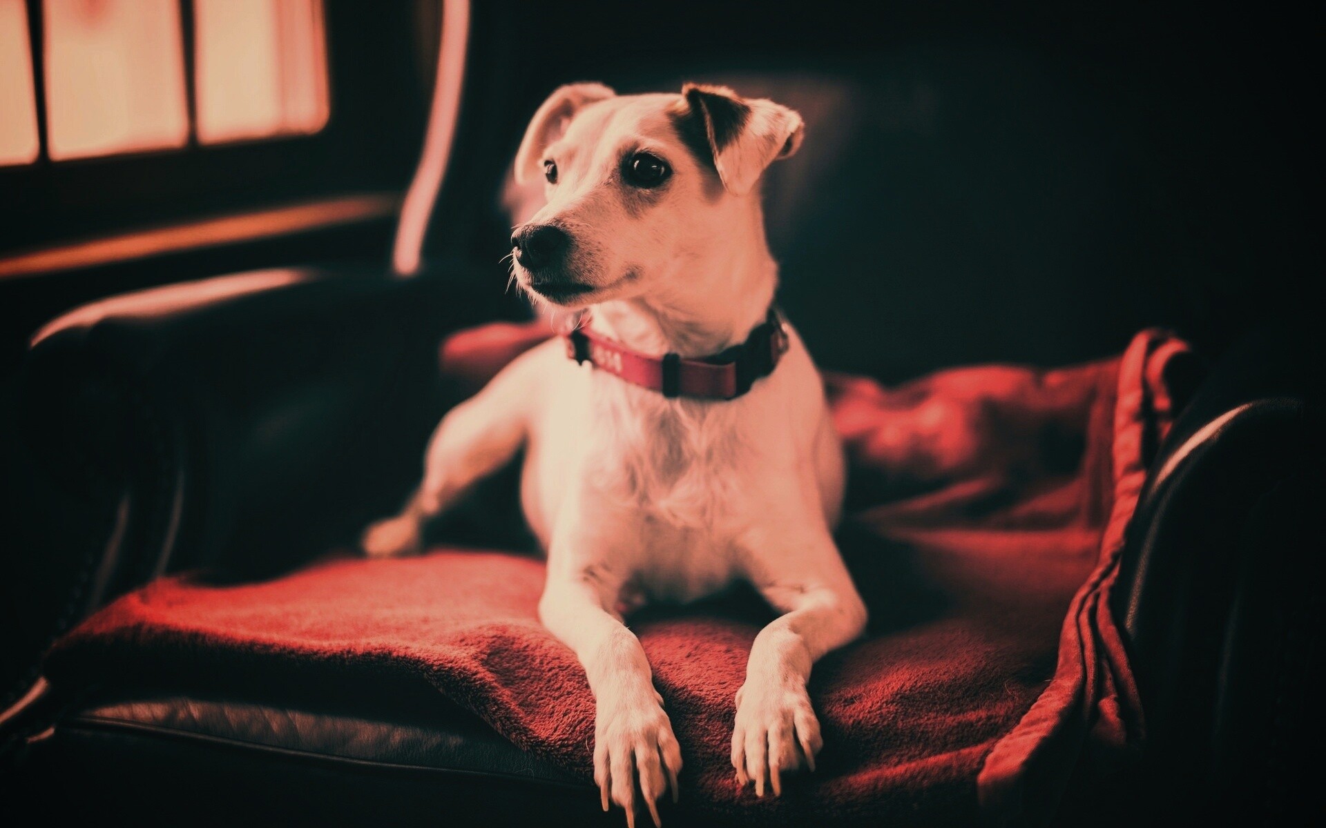 Собака на кресле обои