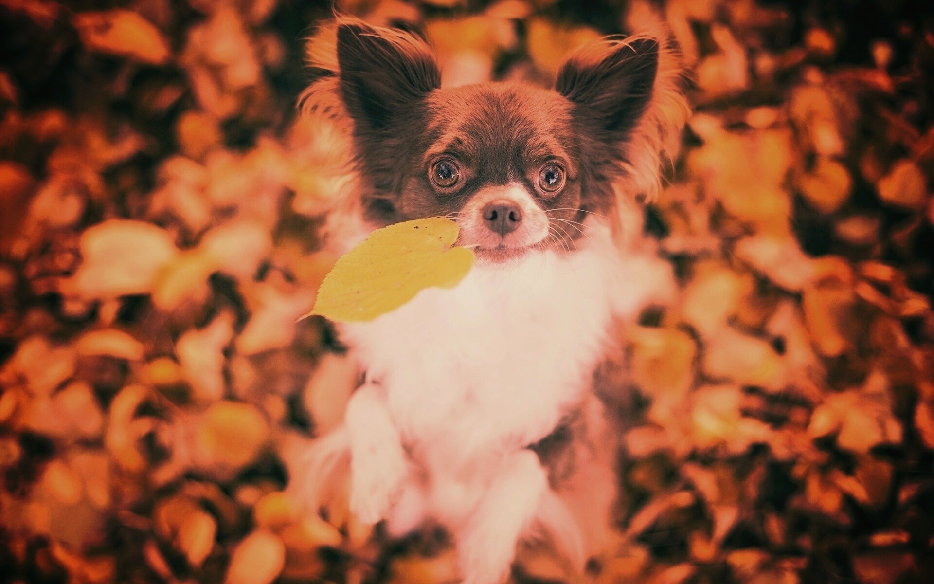 Собачка с листиком в зубах обои