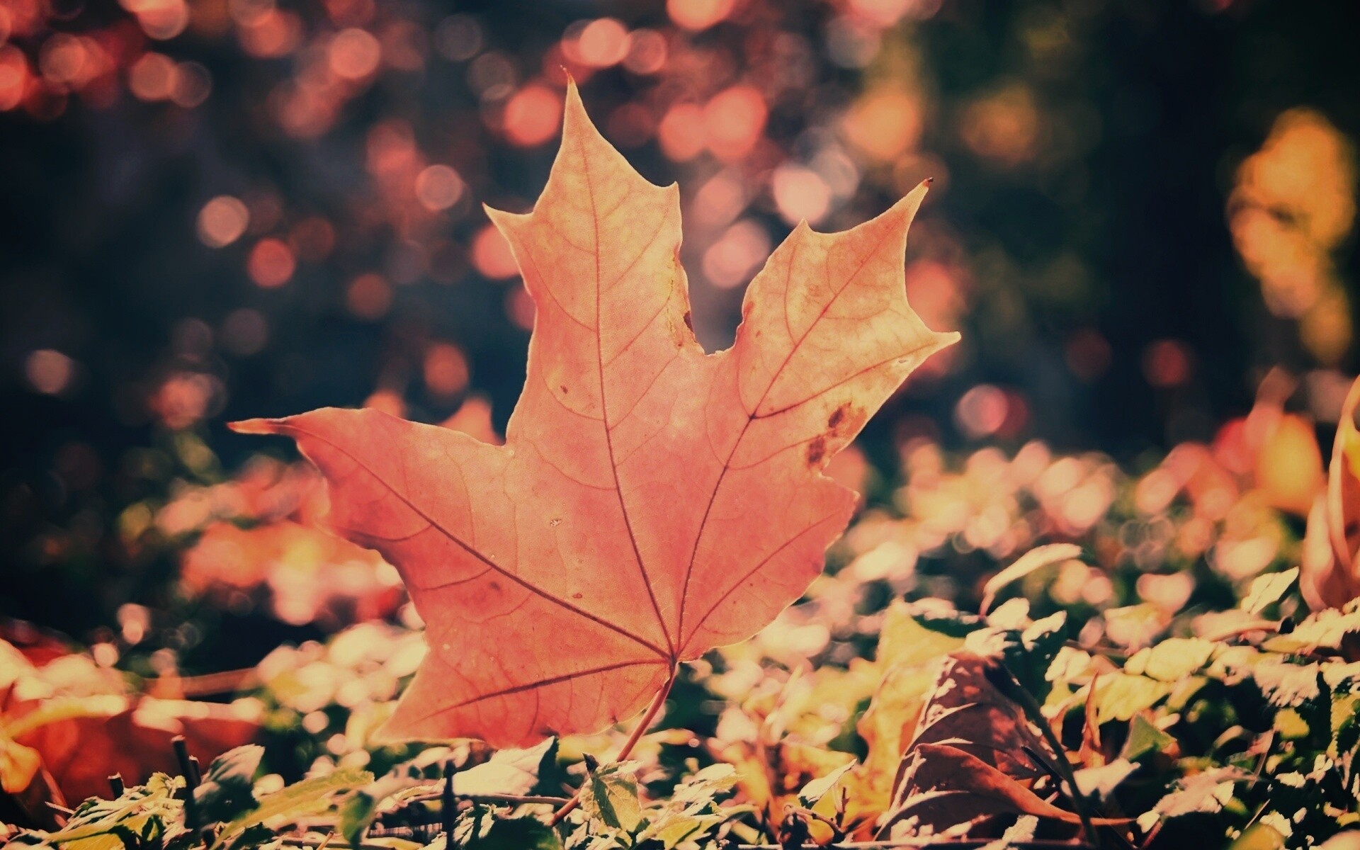 Желтый кленовый лист обои