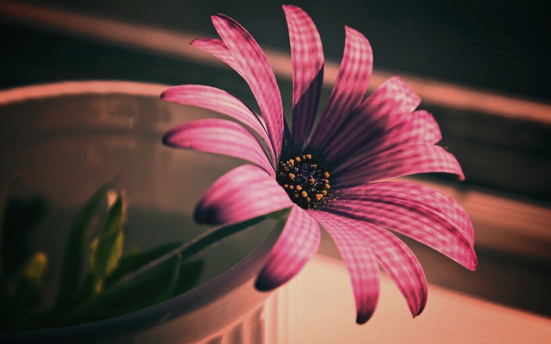 Сиреневый цветок в стакане обои