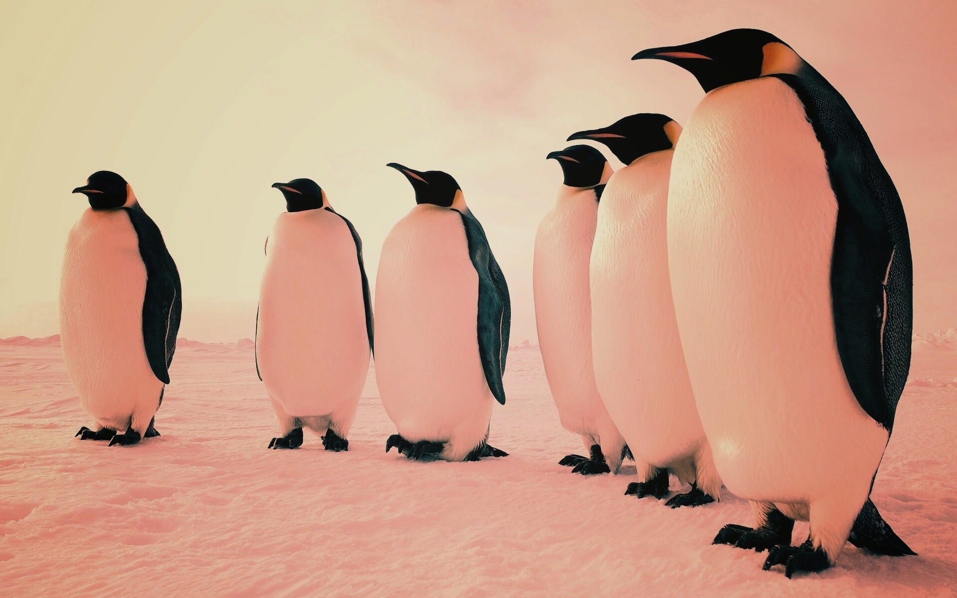 Слет пингвинов обои