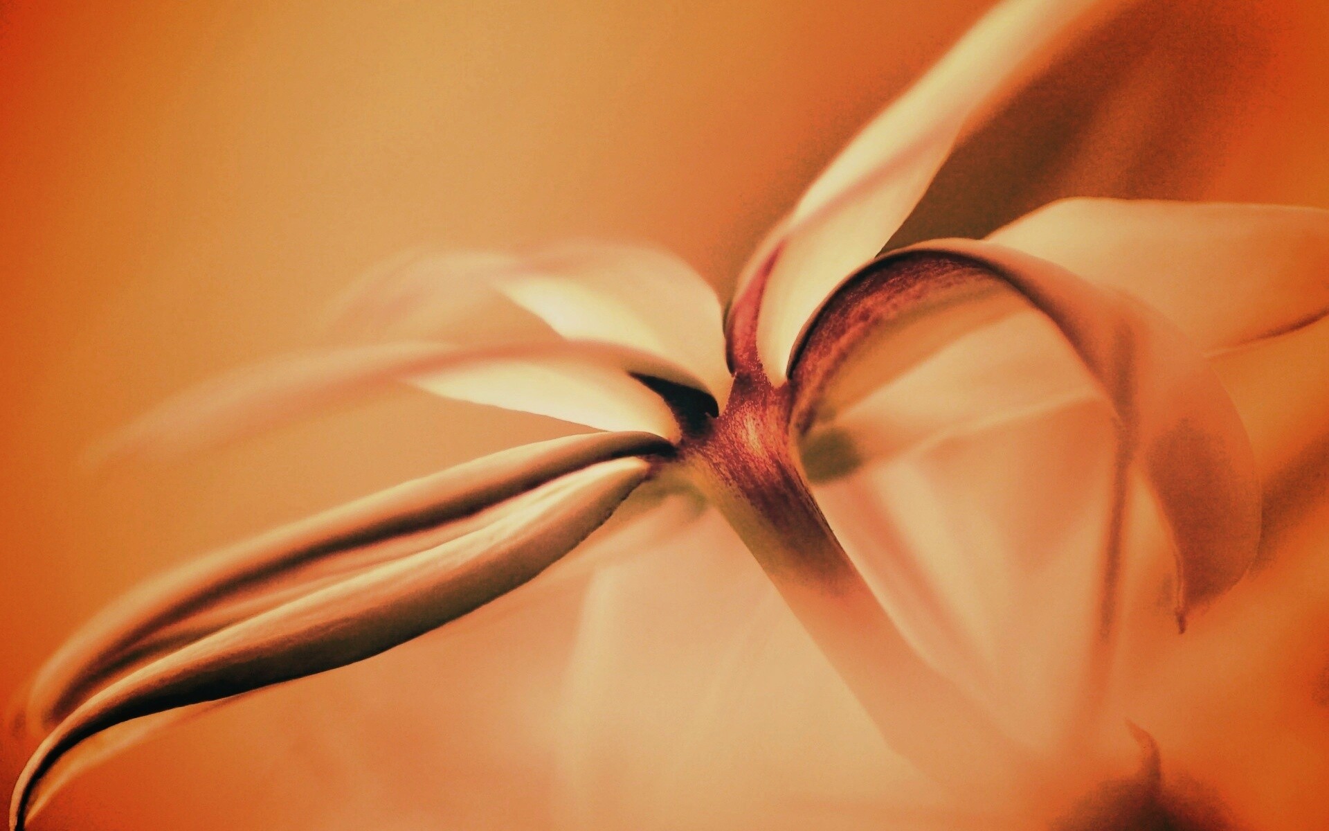 Цветок обои