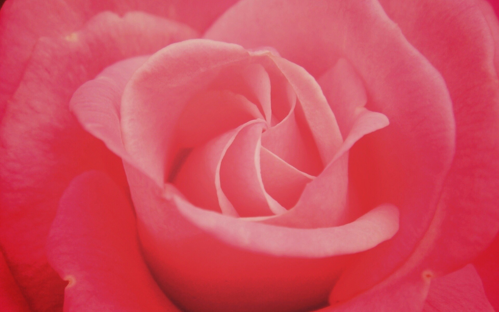 Идеальная роза обои