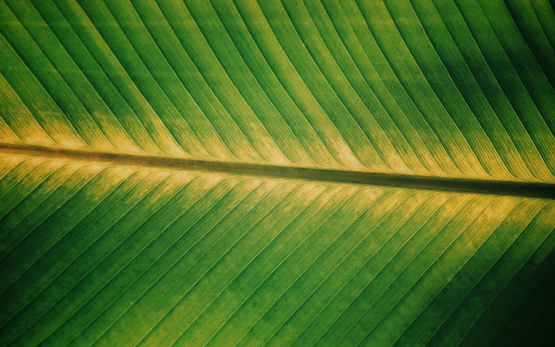 Пальмовый лист на солнце обои