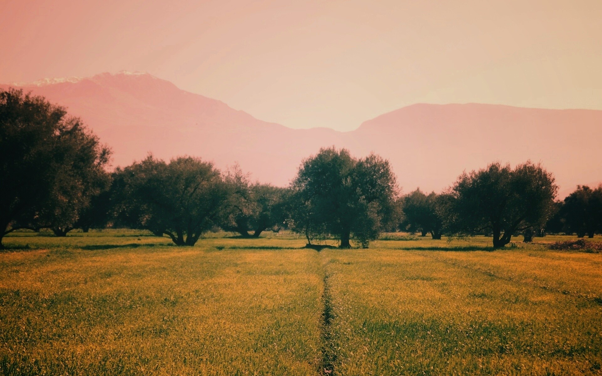 Зеленое поле обои