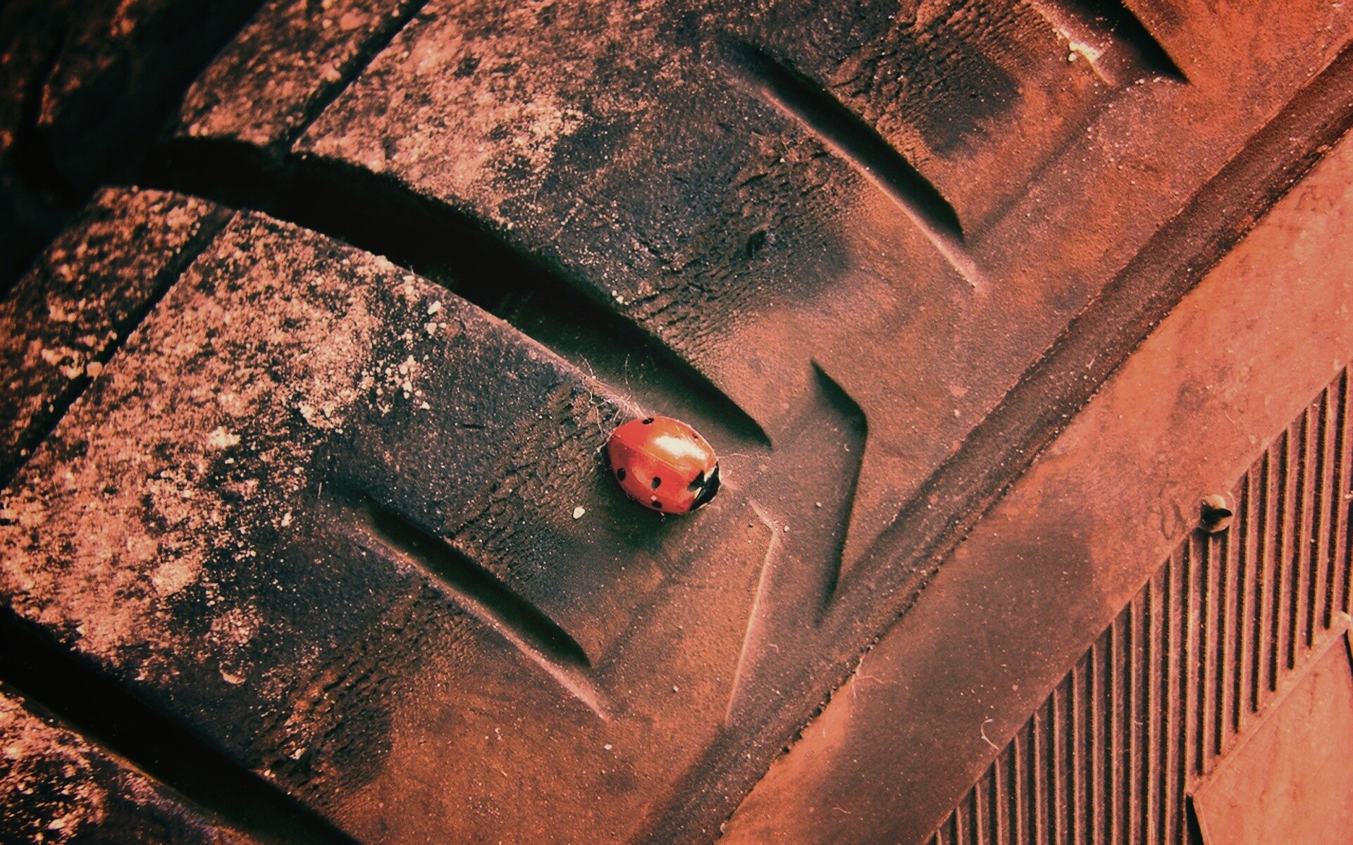 Божья коровка на автомобильной покрышке обои