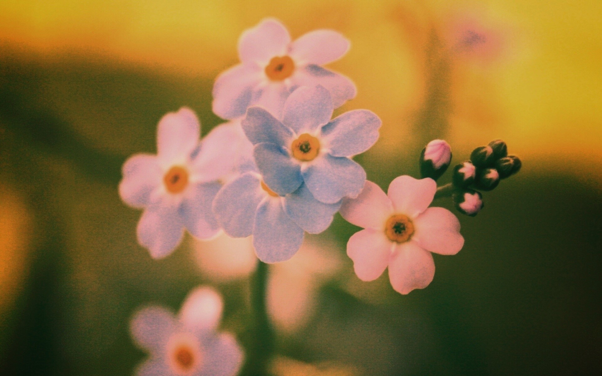 Обои цветов обои