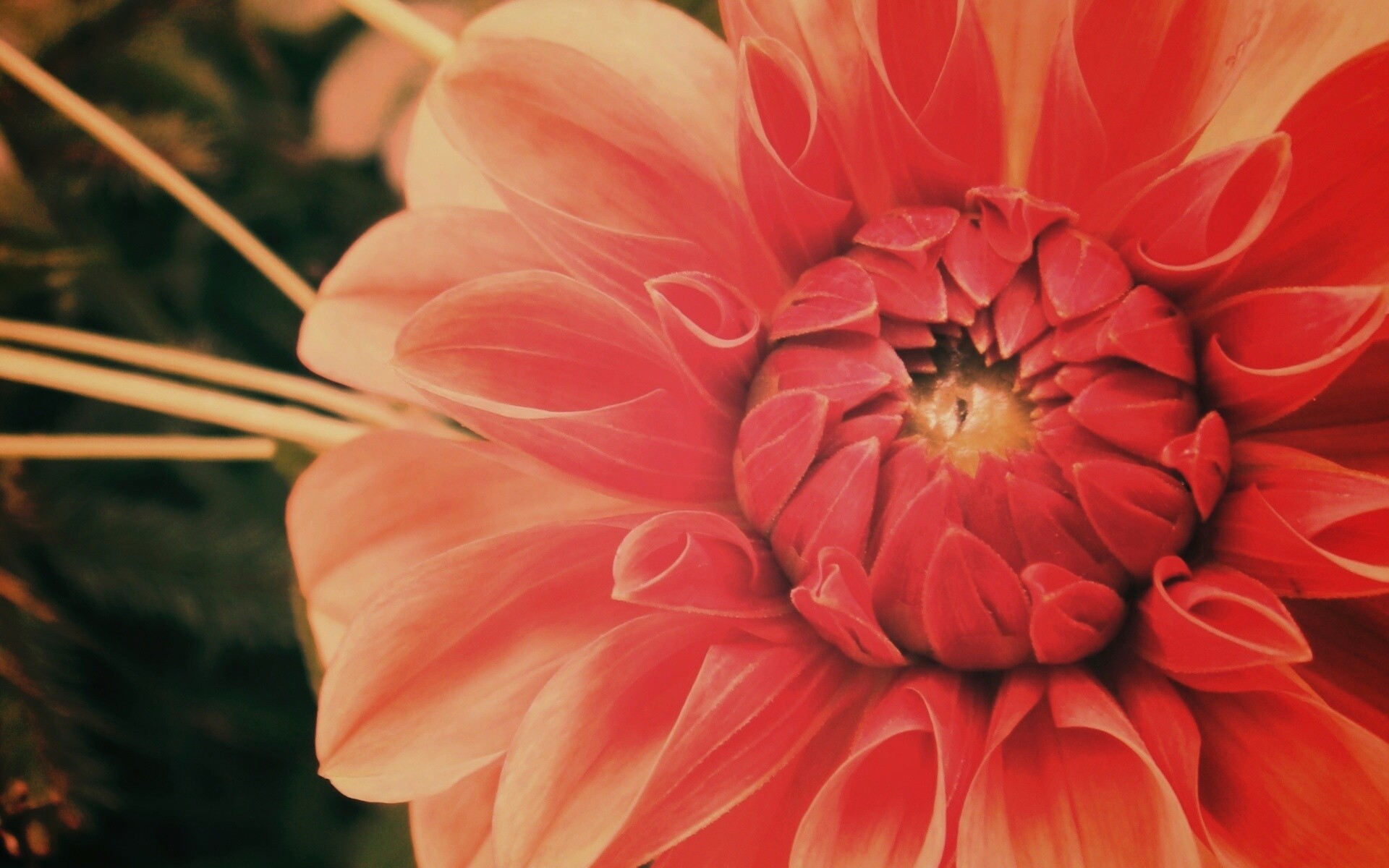 Аленький цветочек обои