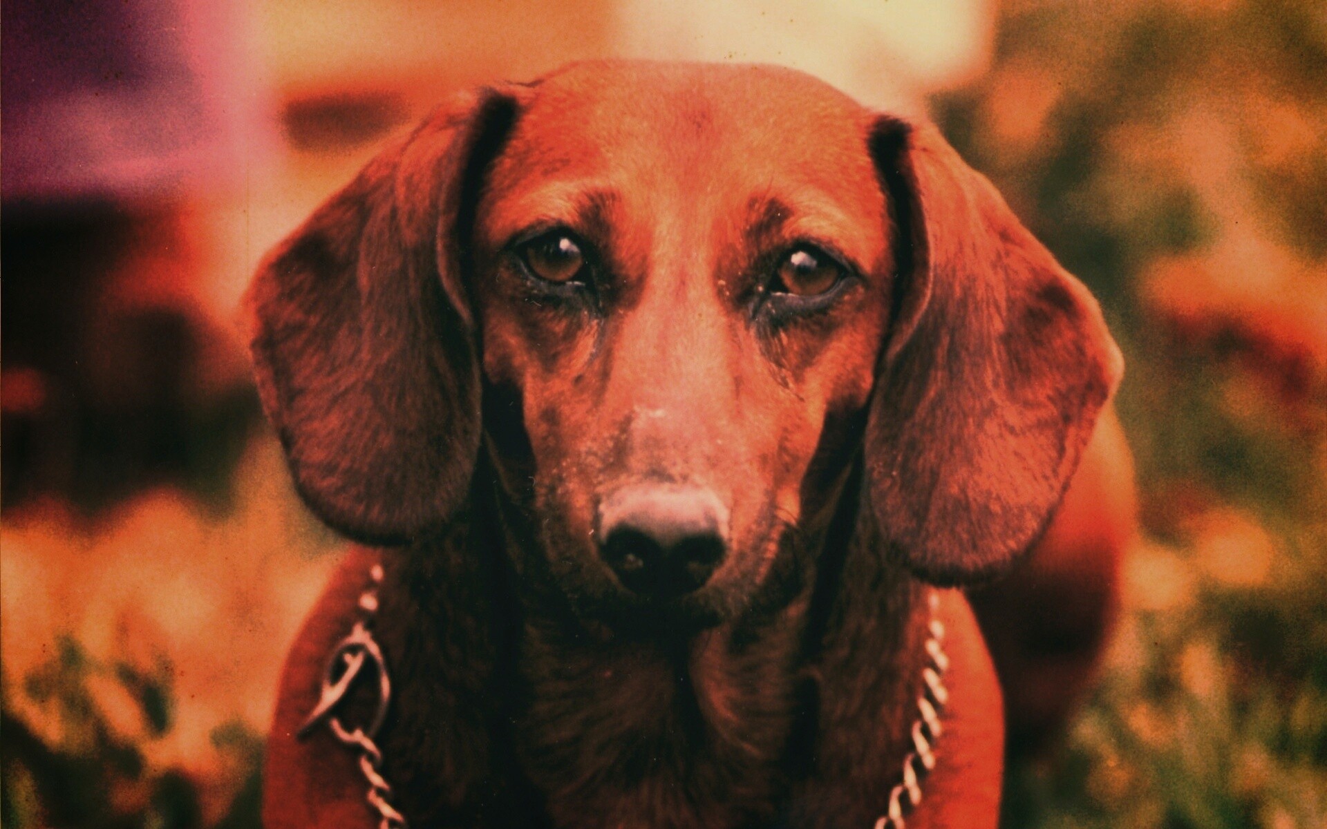 Рыжая такса обои