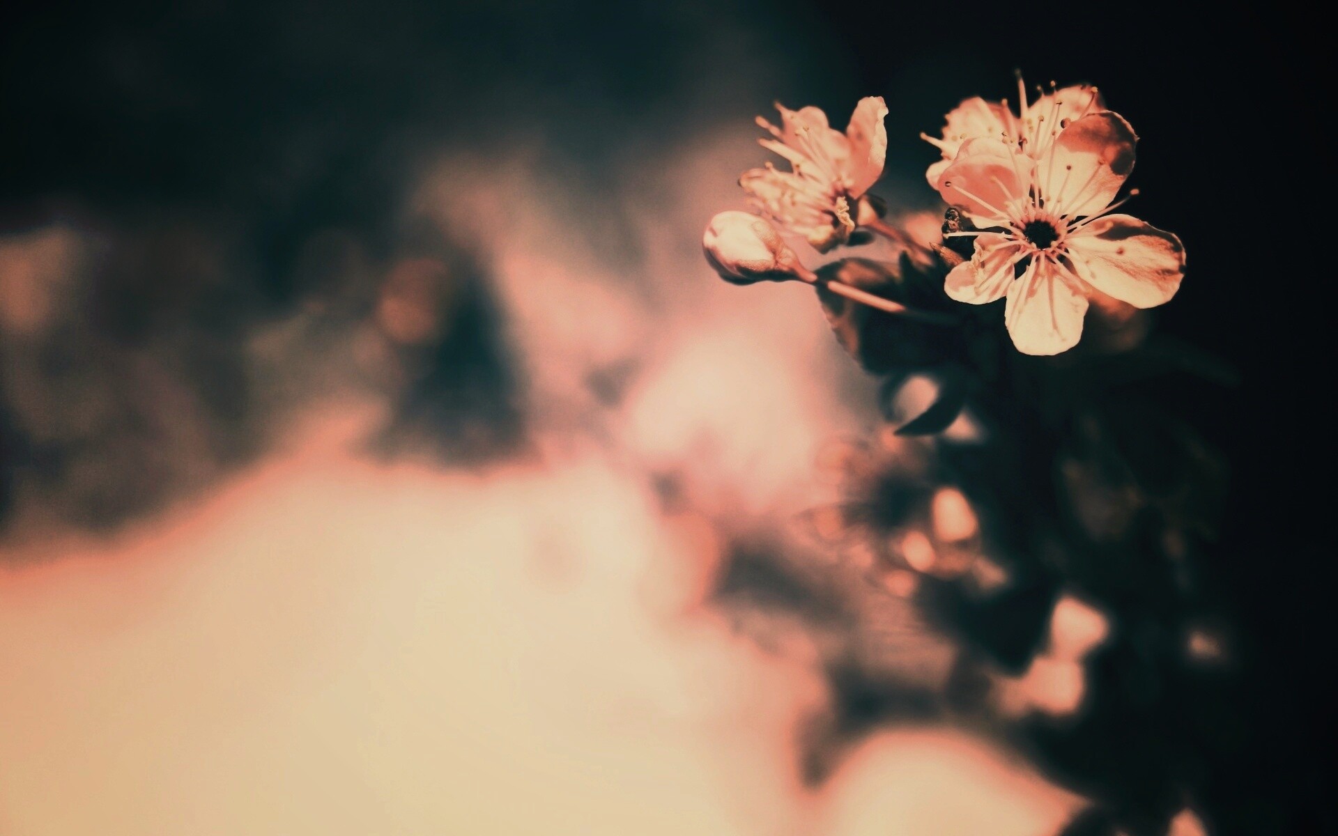 Цветок вишни обои