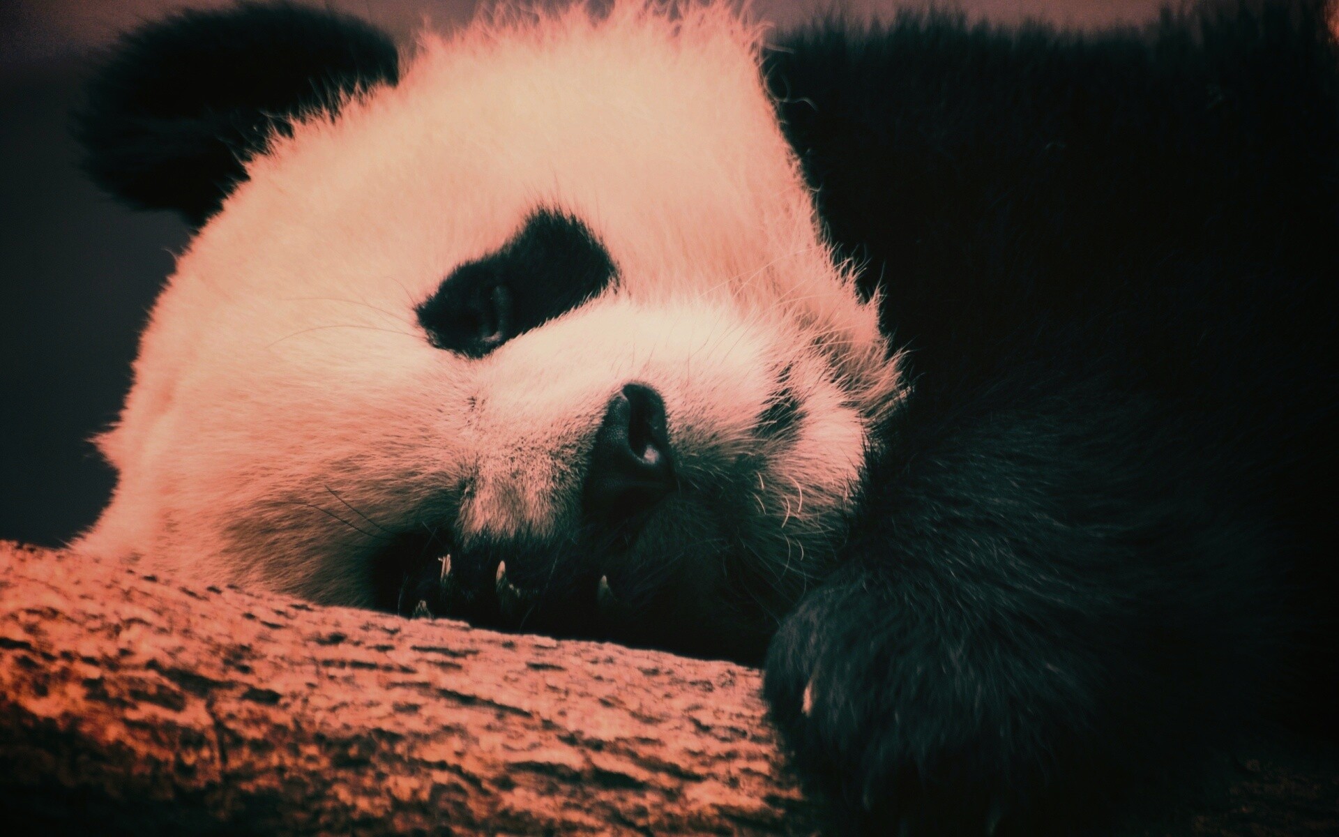 Панда на ветви обои