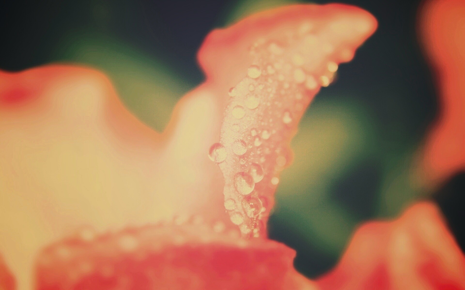 Капли росы на лепестке обои