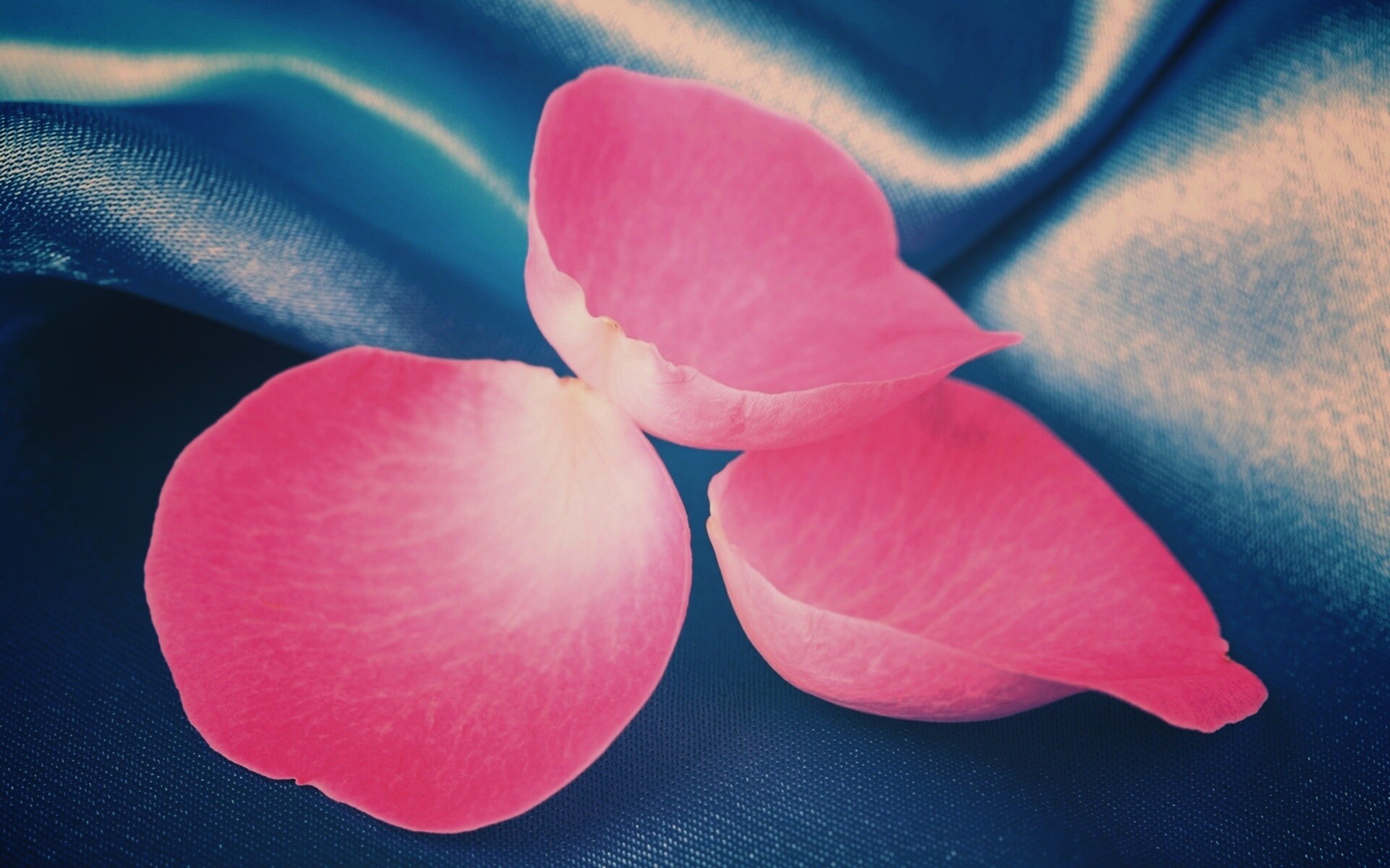 Лепестки розы на голубой ткани обои