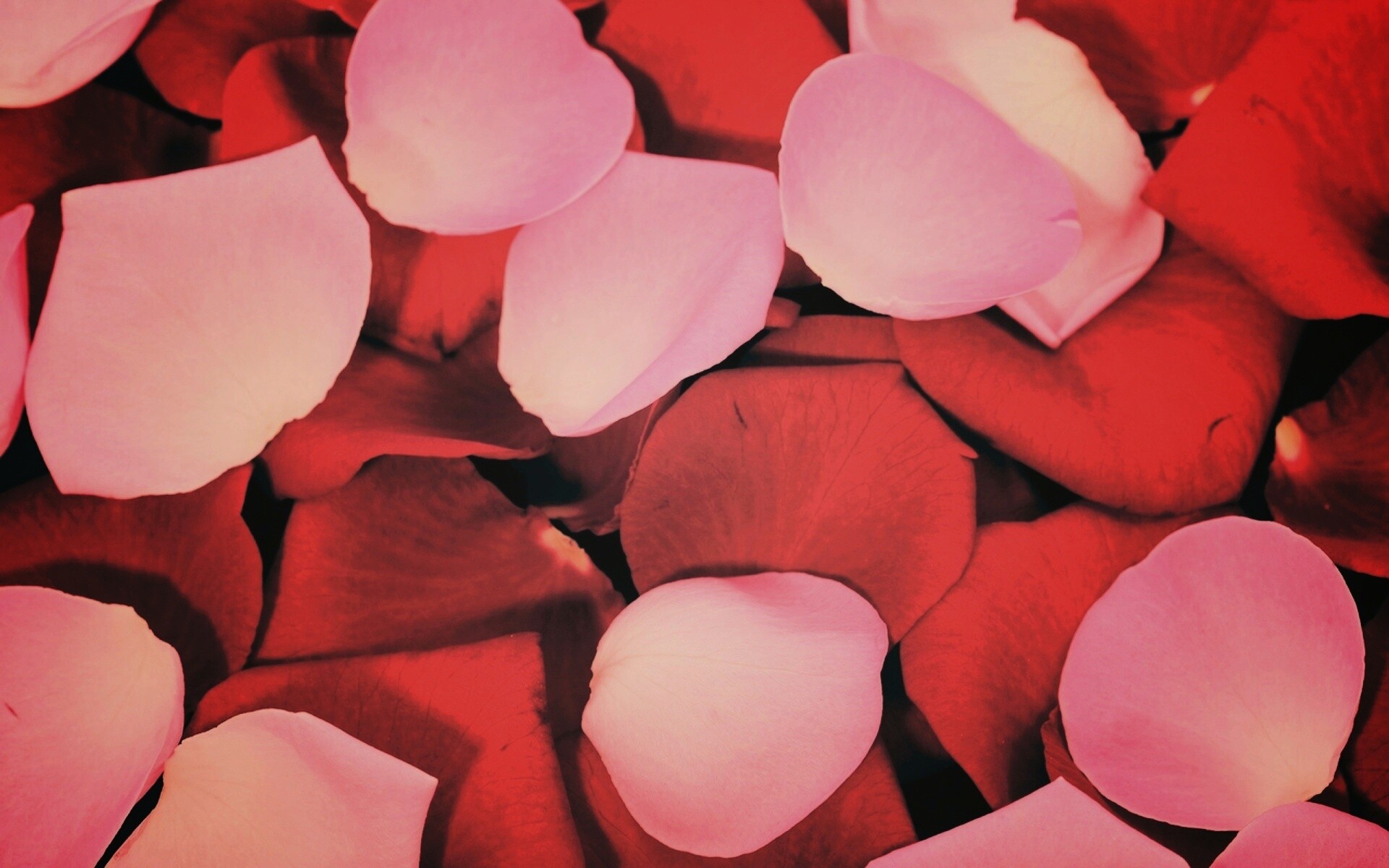 Розовые и красные лепестки обои